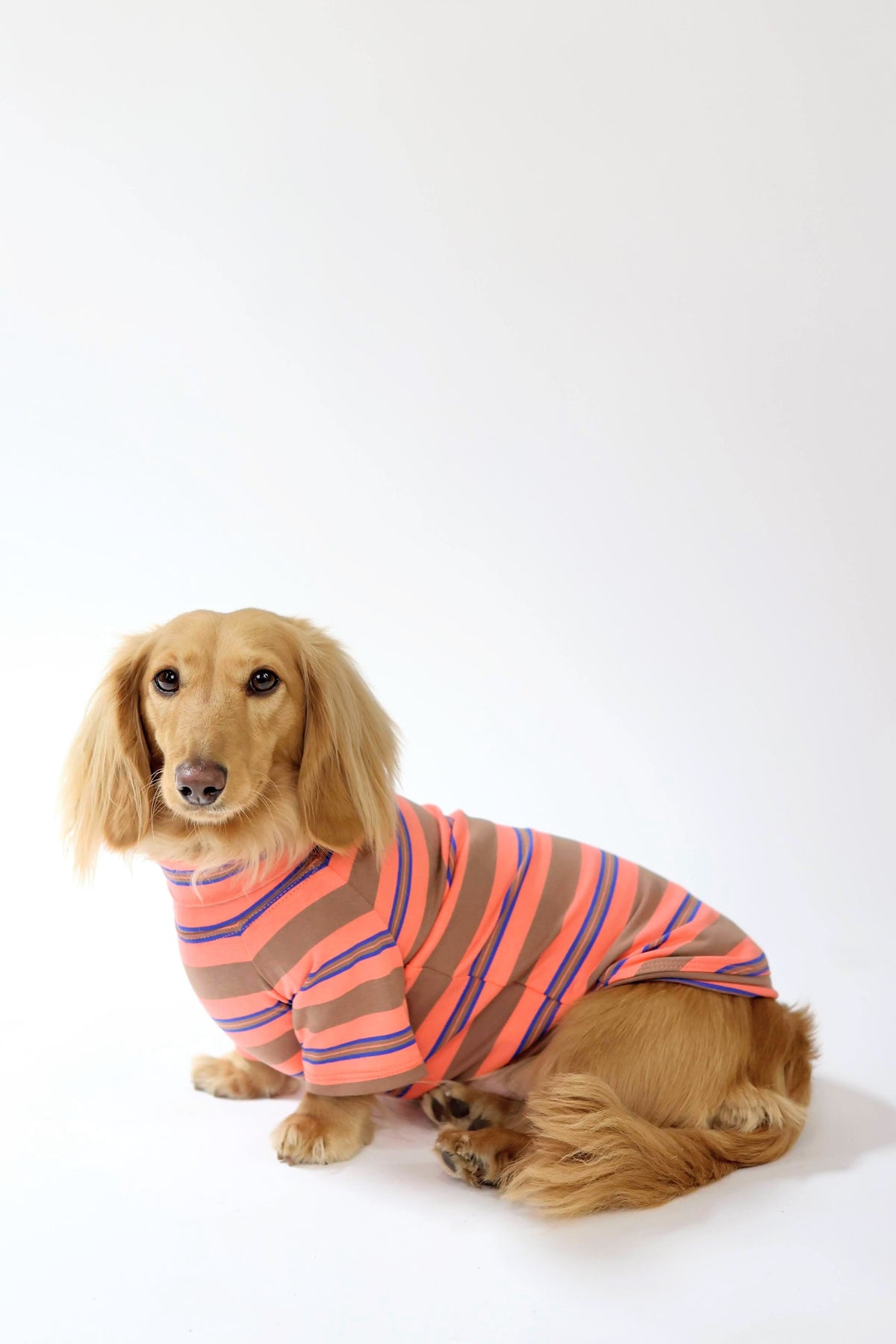 Sugar Cookie Dog Shirt