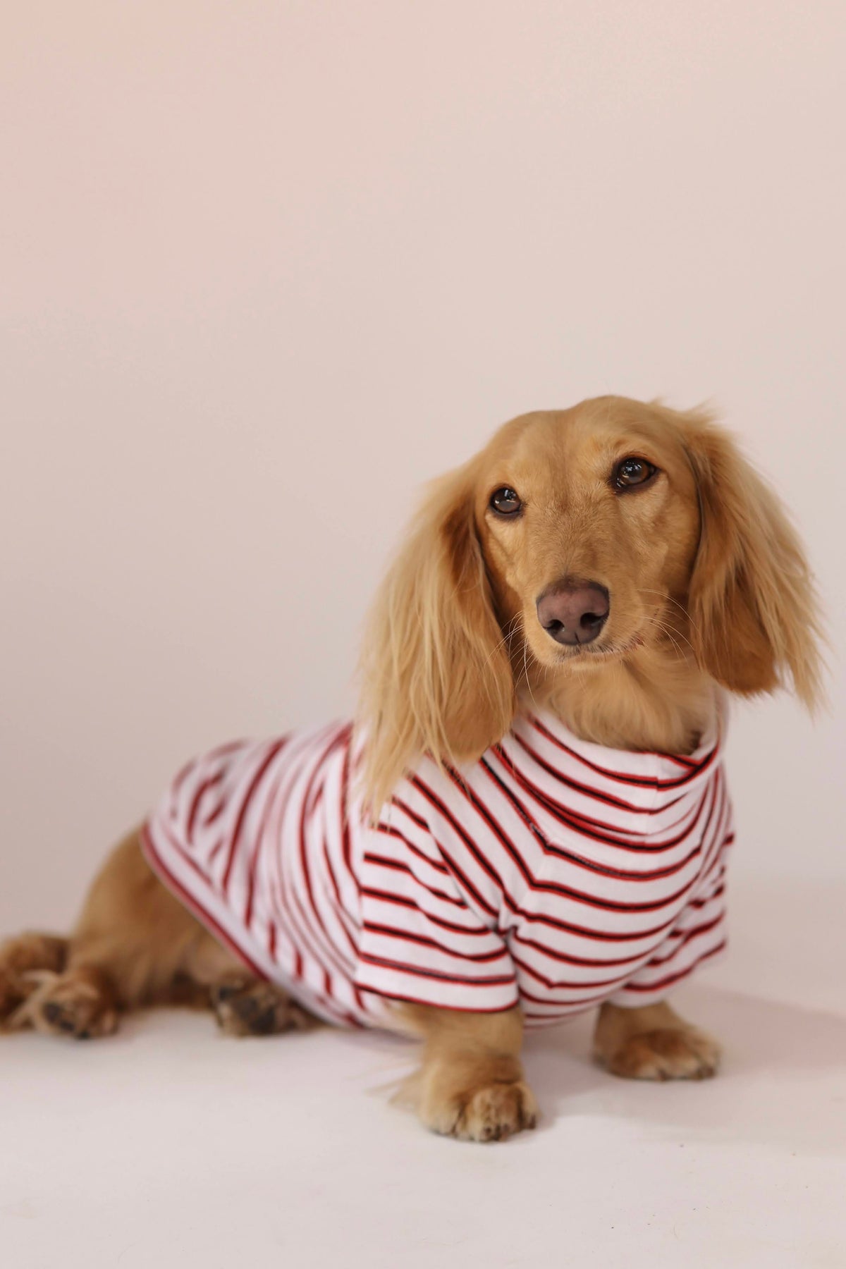 Hotdog Cart Classic Dog Sweater