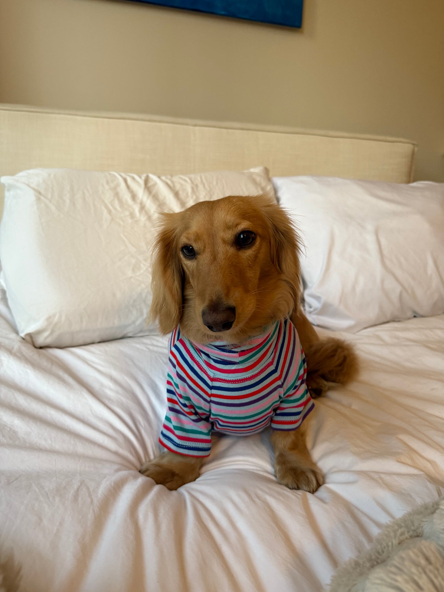 Groovy Stripe Dog Shirt