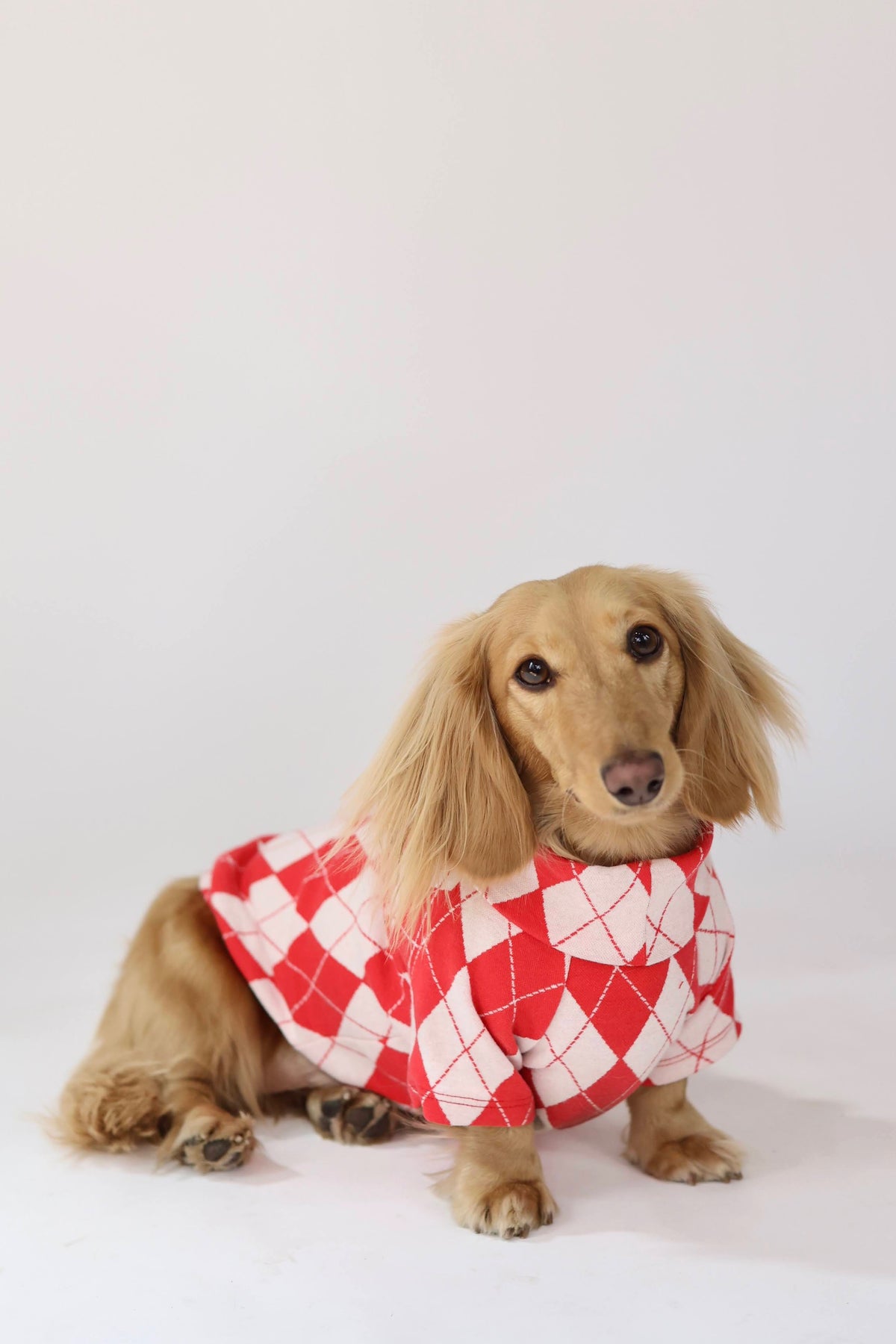 North Pole Dog Sweater