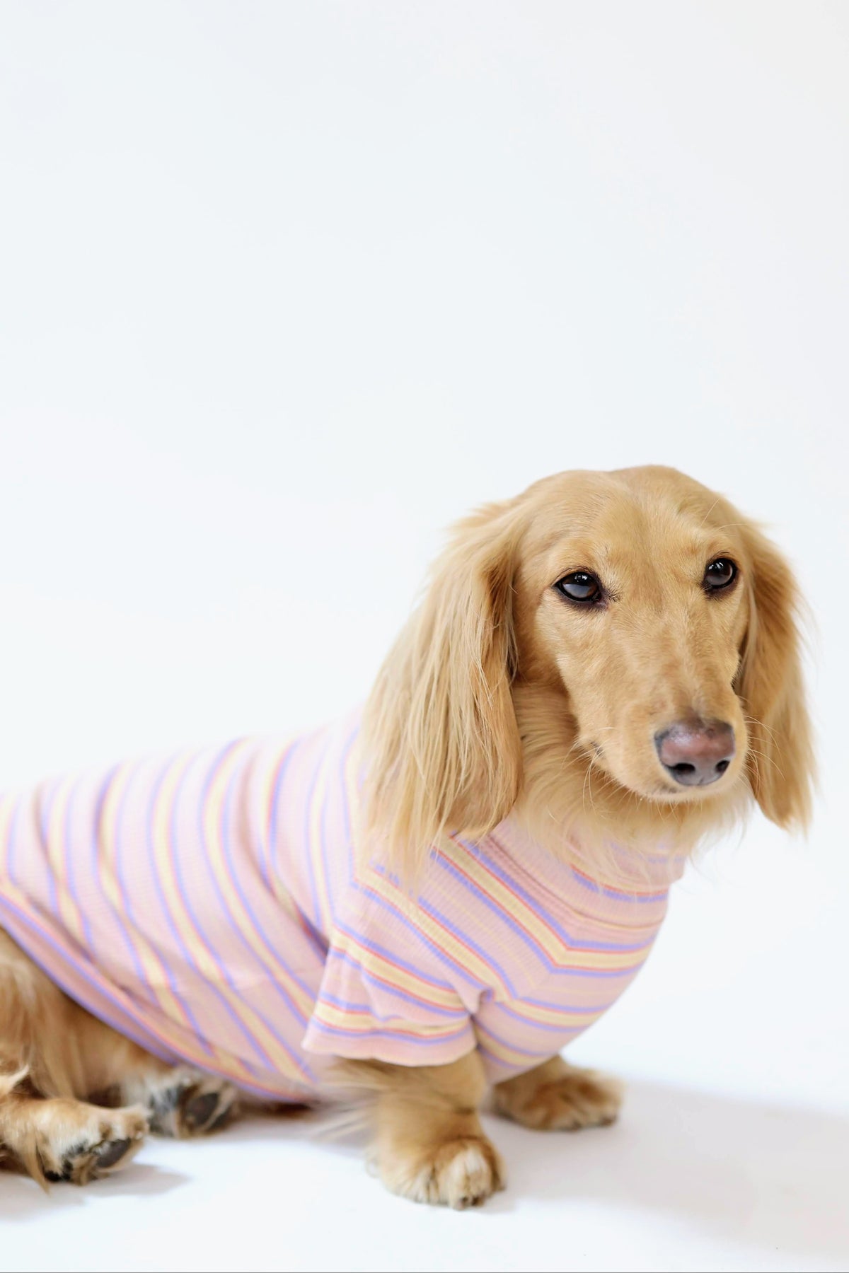 Smallboy Sunset Sorbet Dog Shirt