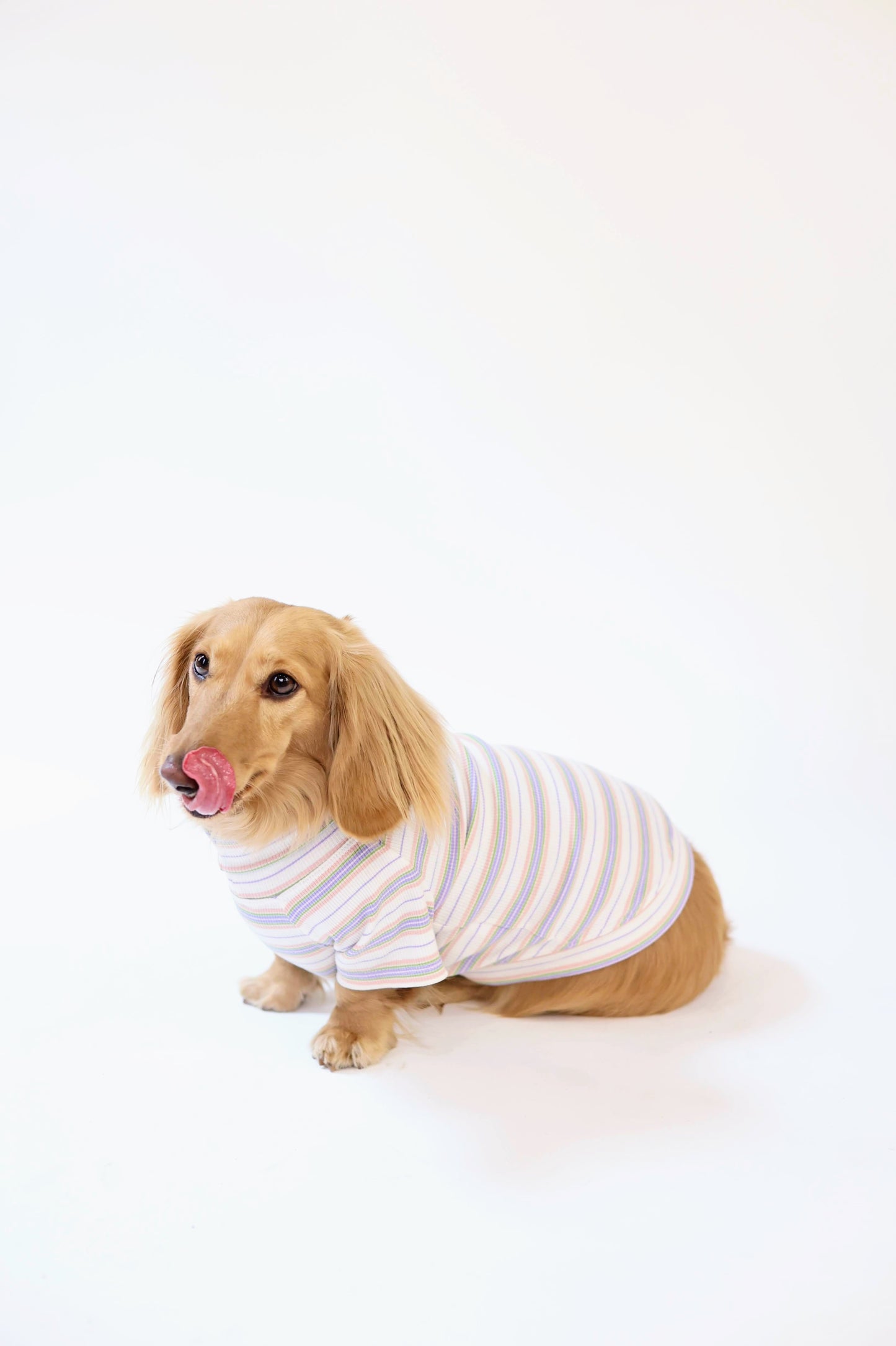 Frosted Cupcake Dog Shirt