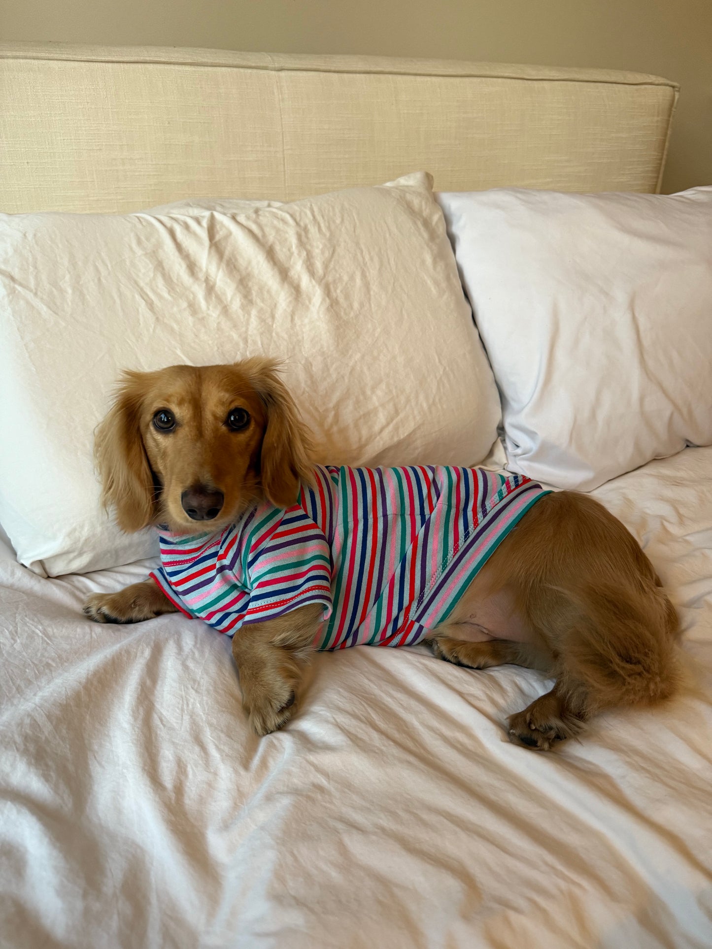 Groovy Stripe Dog Shirt