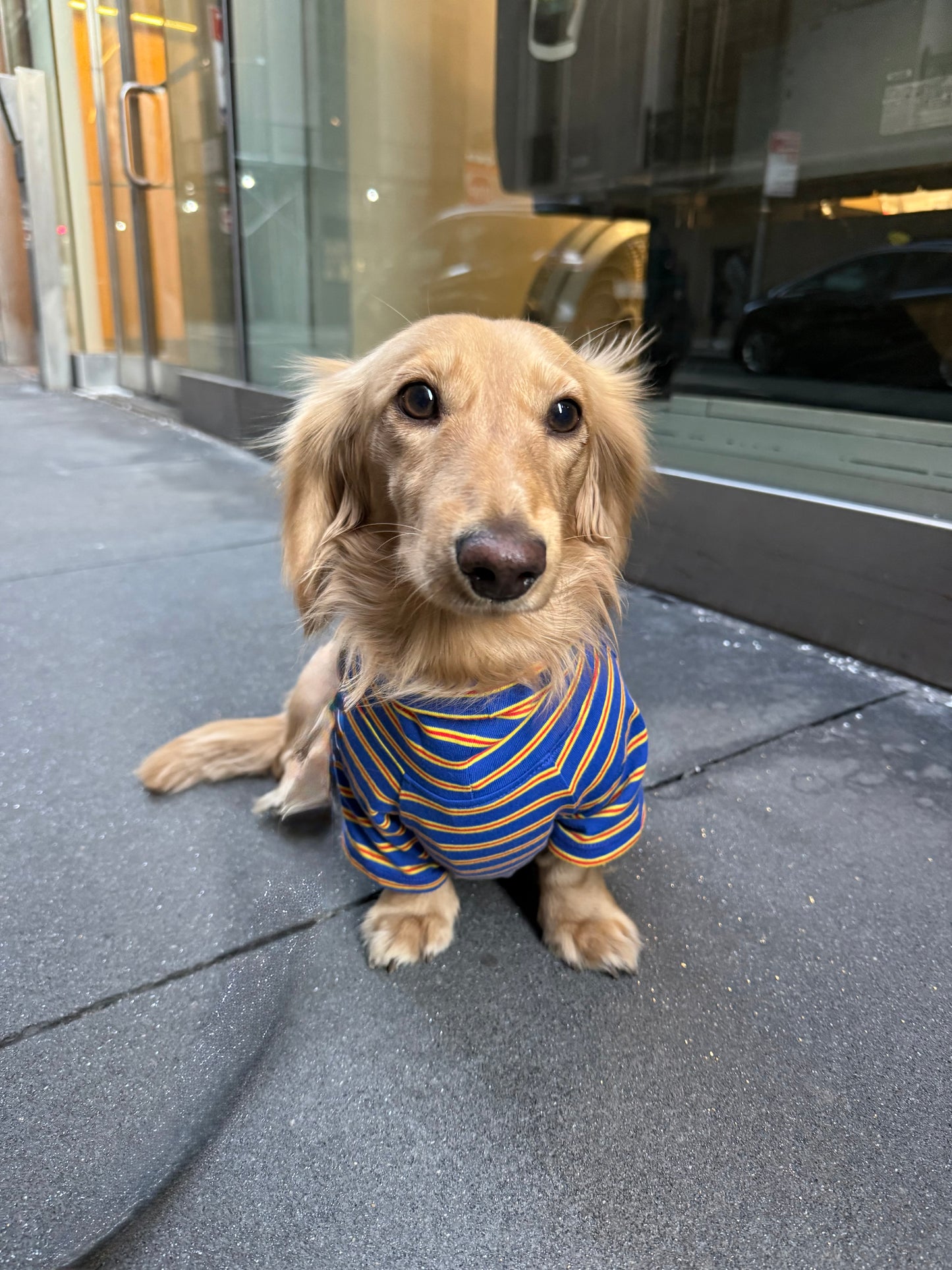 Bright Stripes Dog Sweater - Smallboy