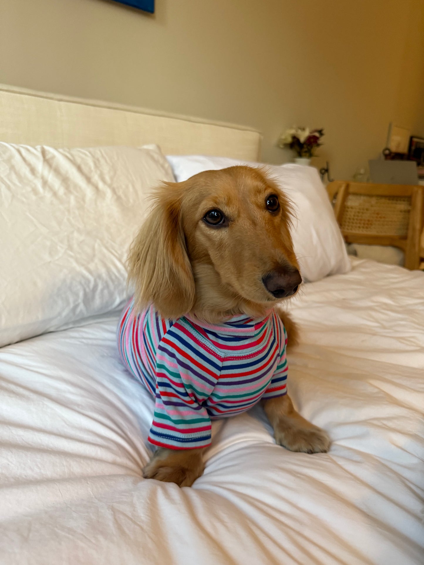 Groovy Stripe Dog Shirt