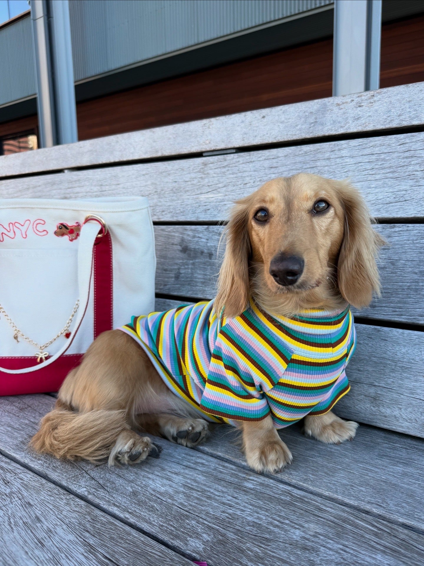 Blue Candy Stripe Dog Shirt