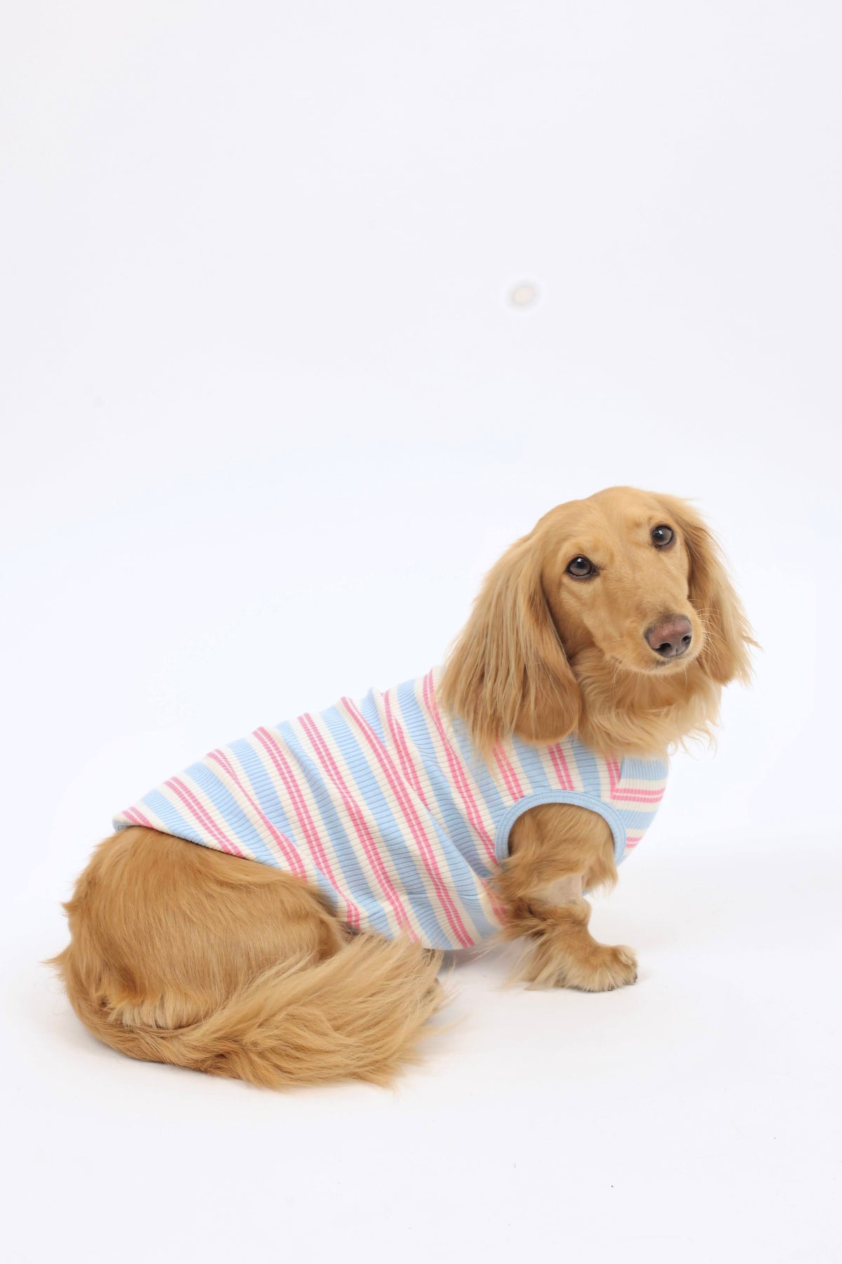 Smallboy Saltwater Taffy Dog Shirt