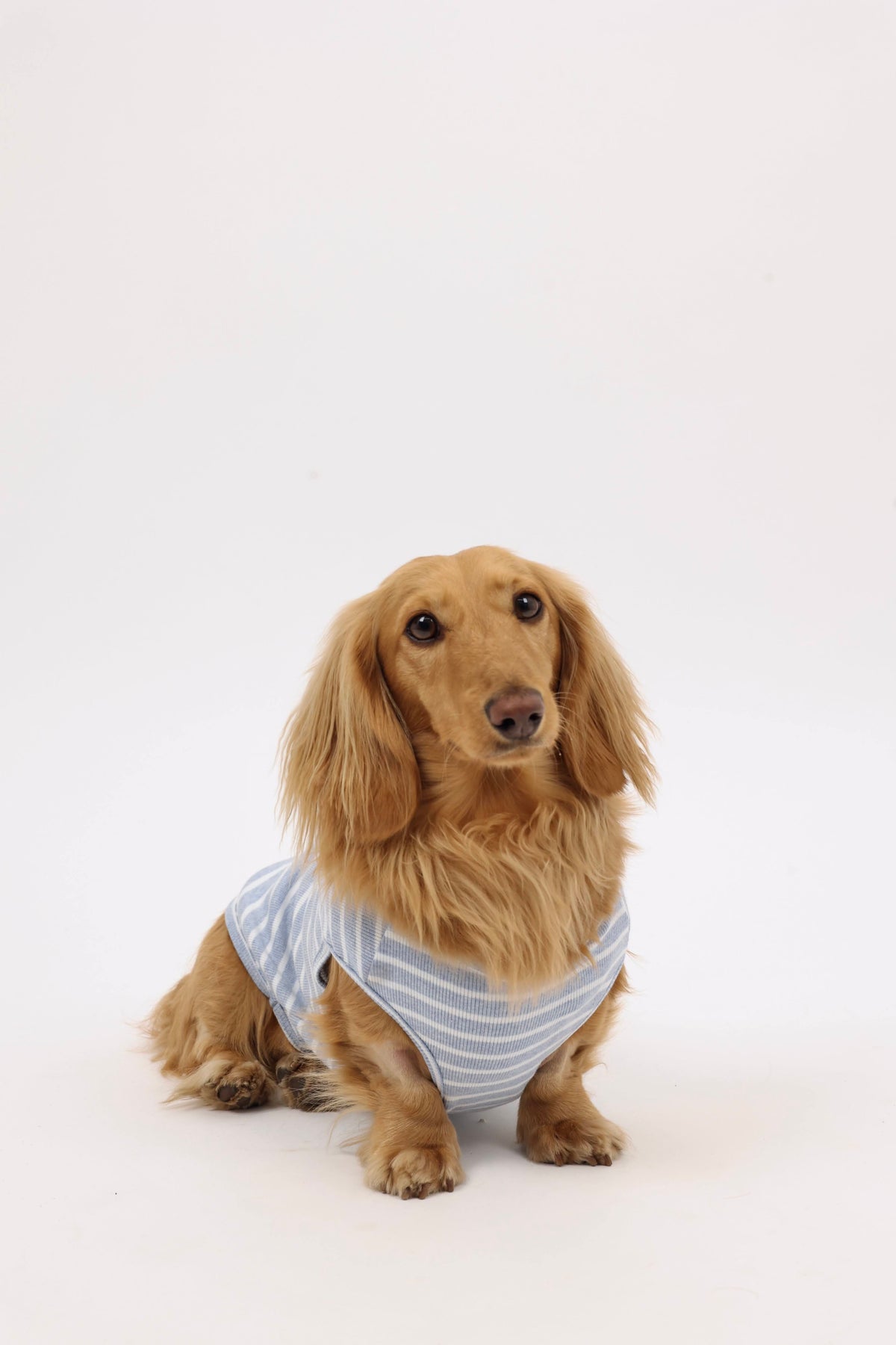 Sea Salt Dog Shirt