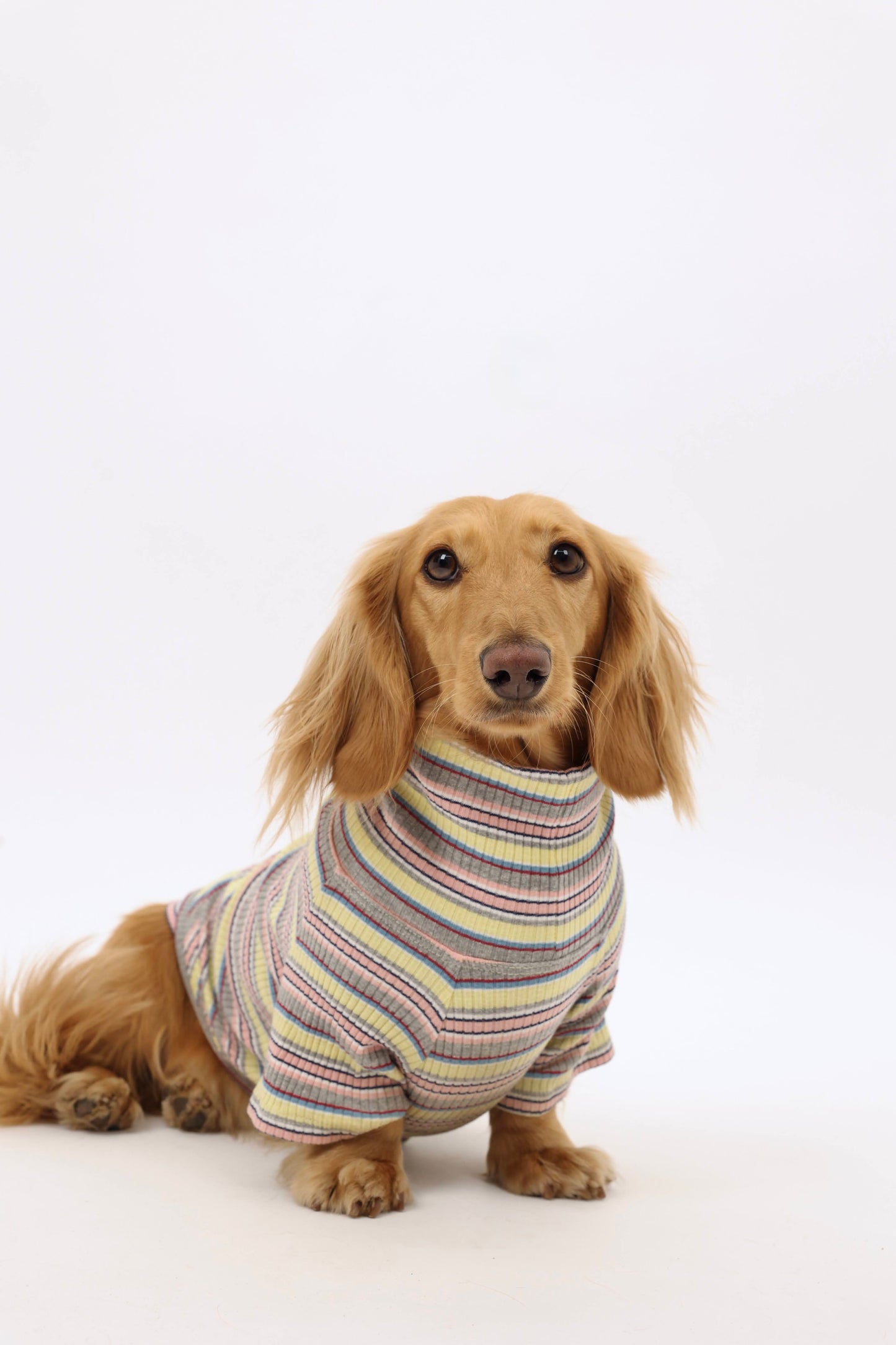 Lemon Drop Dog Shirt
