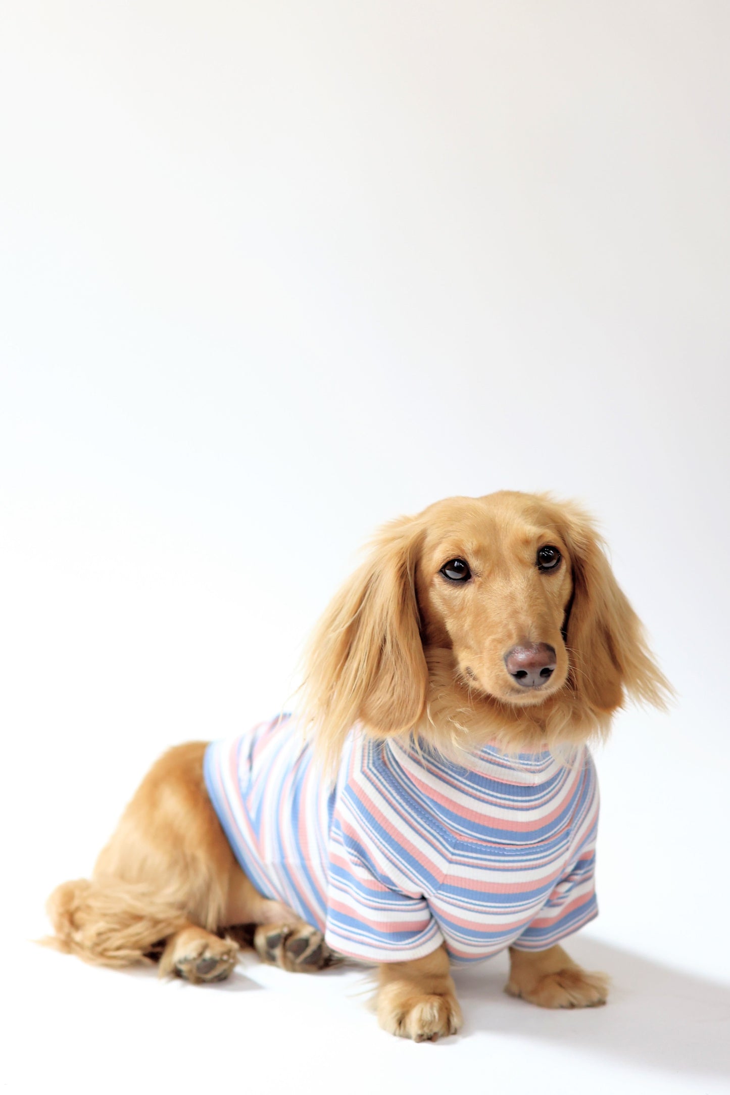Blueberry Muffin Dog Shirt