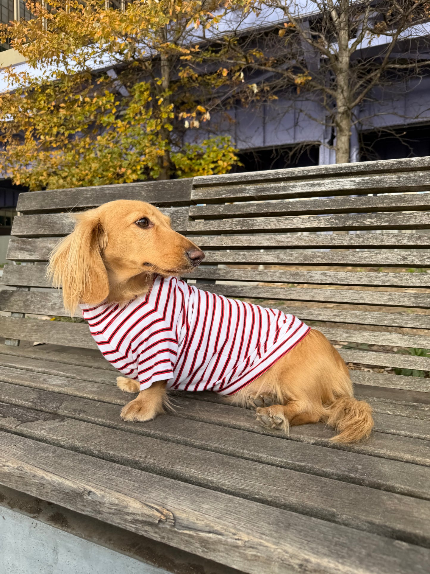 Red and White Duo Dog Sweater