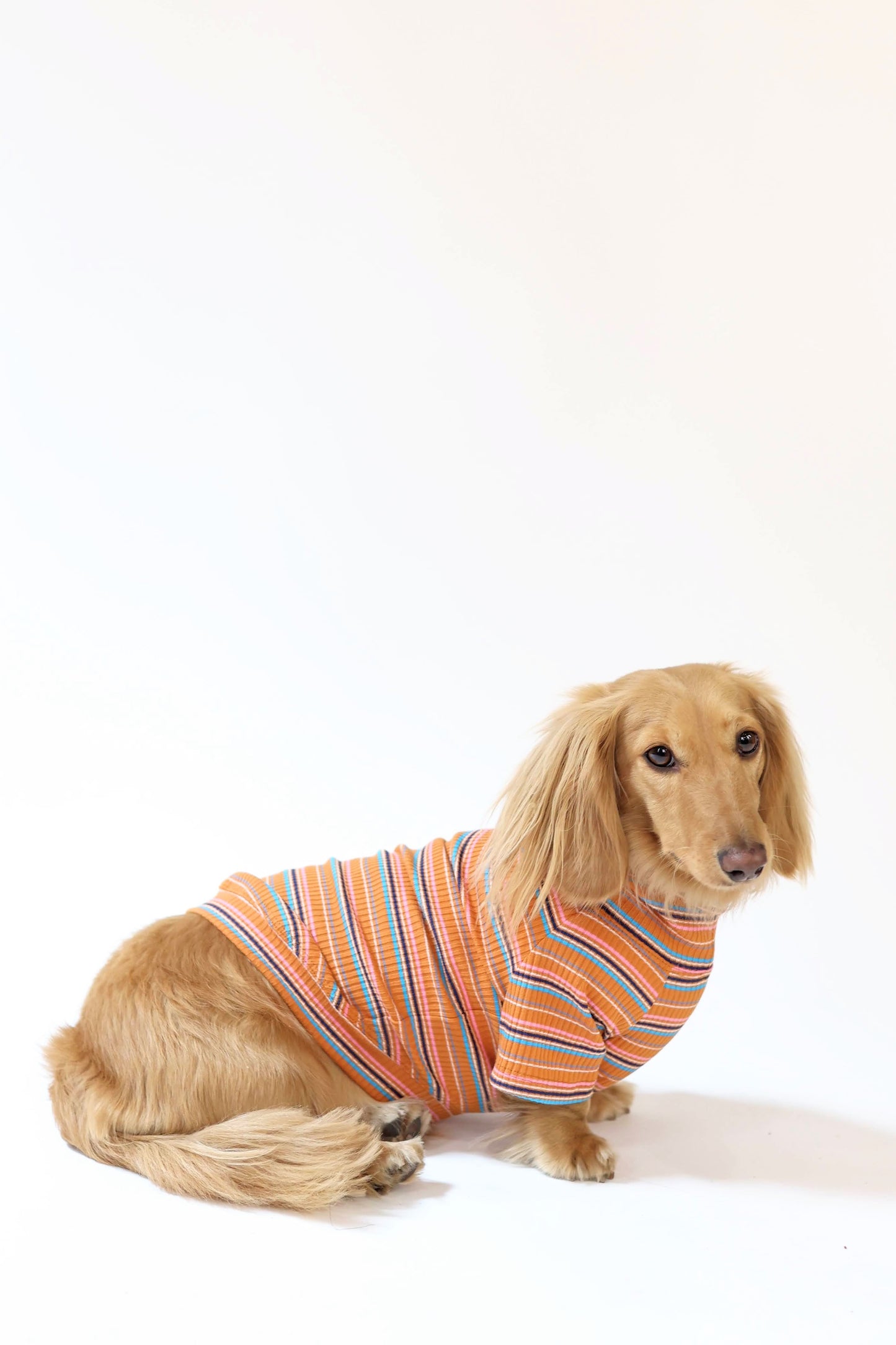 Cinnamon Swirl Dog Shirt