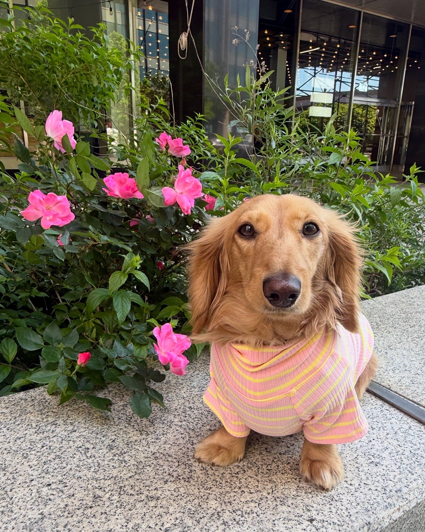 Sherbert Dog Shirt