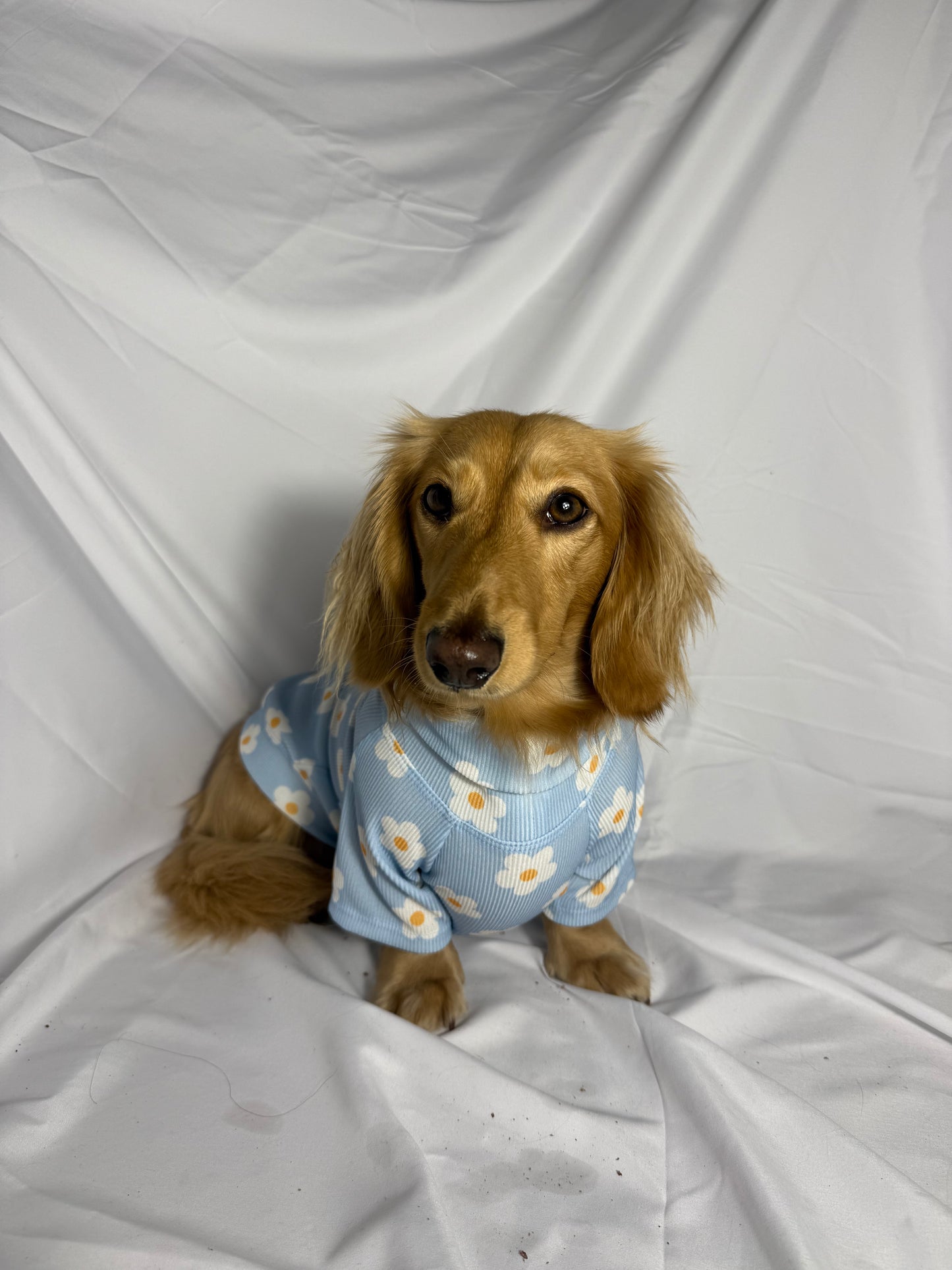 Spring Fling Dog Shirt