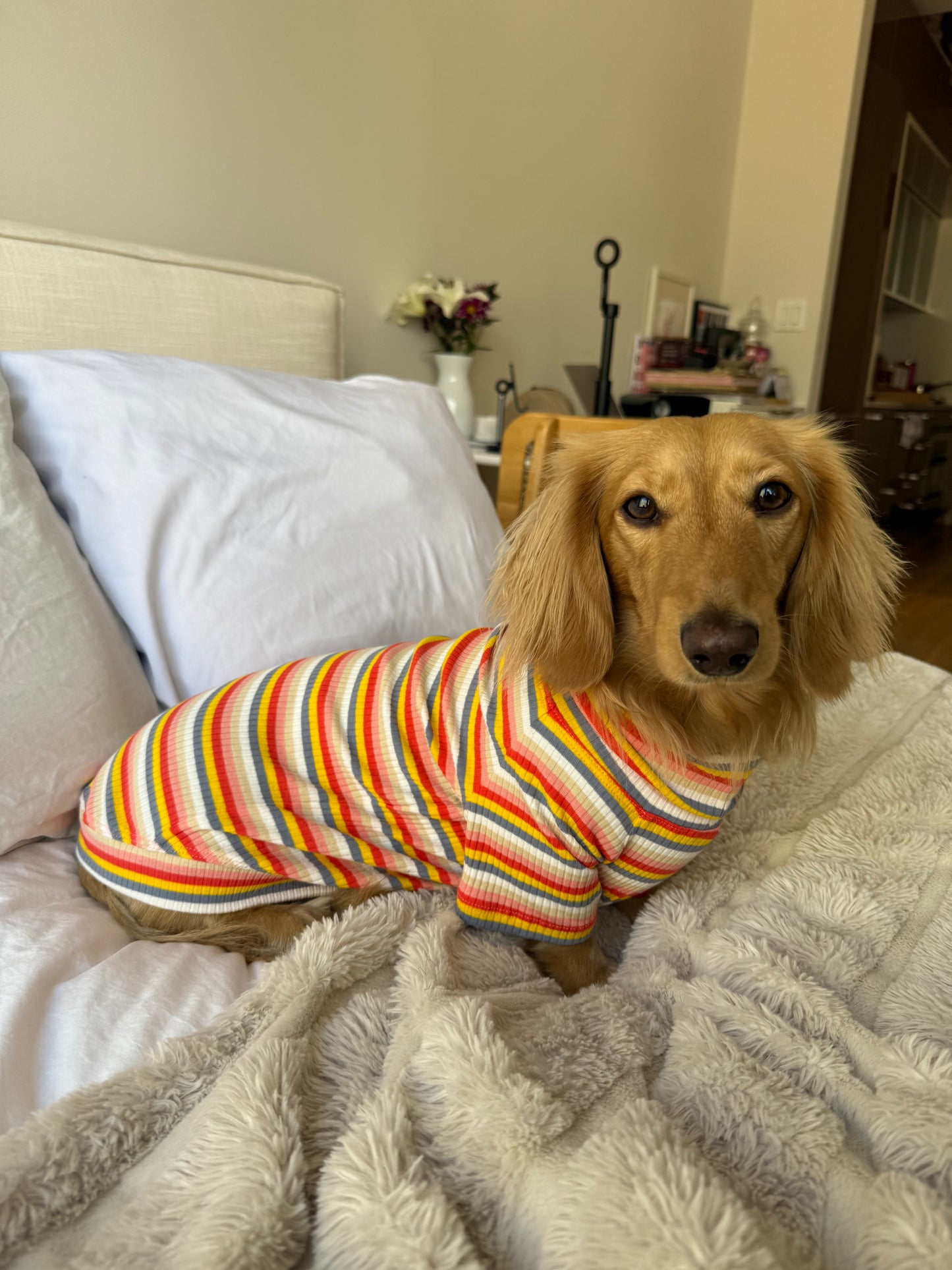 Retro Stripe Dog Shirt