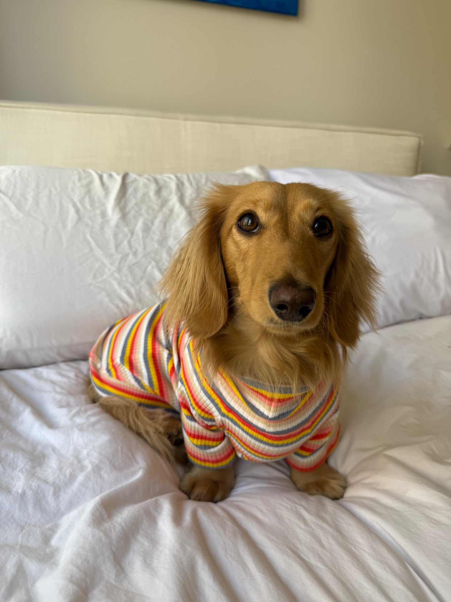 Retro Stripe Dog Shirt
