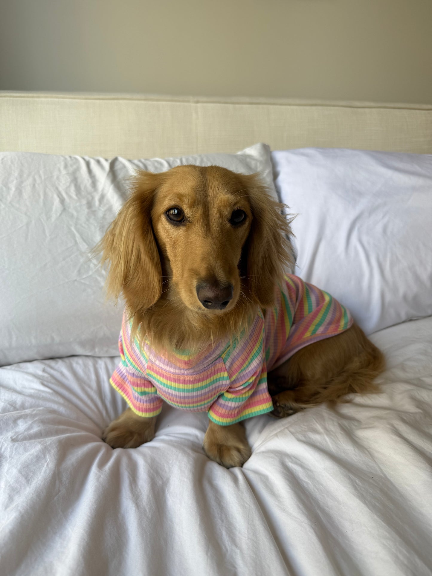 Sugar Rush Dog Shirt