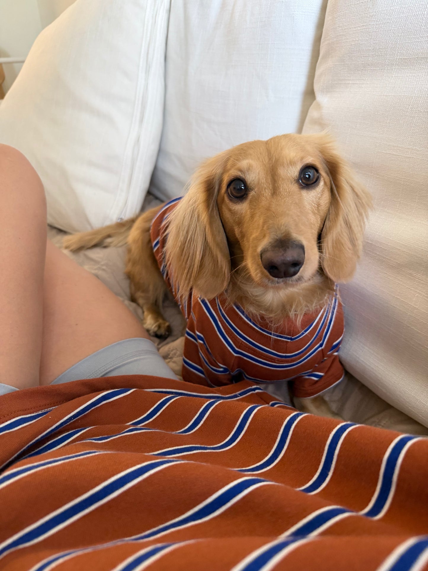 Smallboy Maple Chestnut Dog Sweater