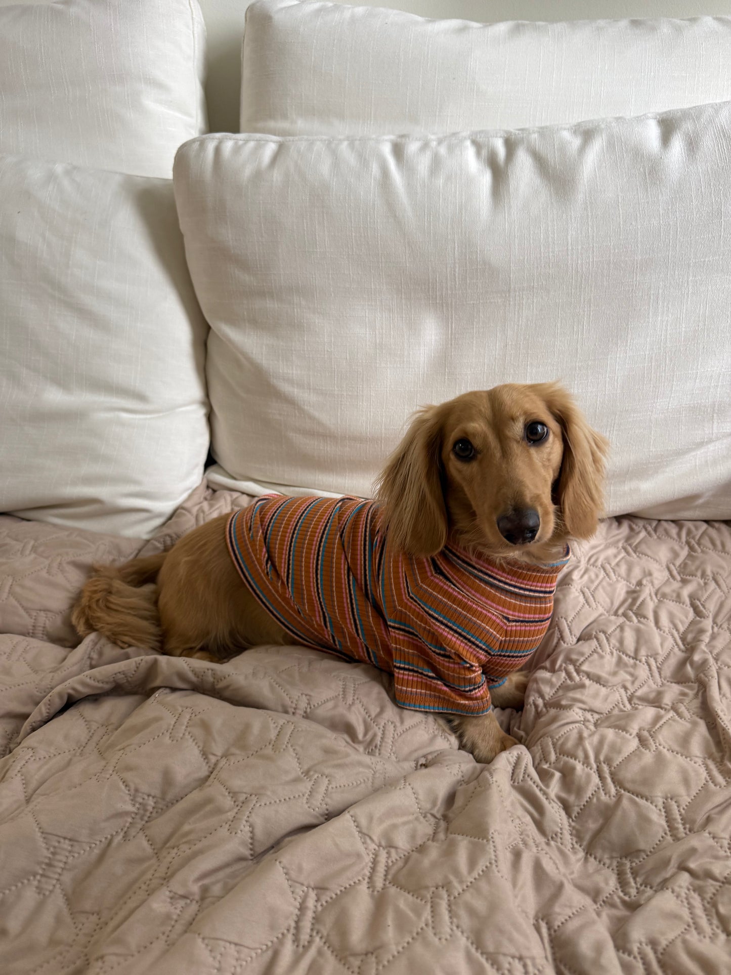 Cinnamon Swirl Dog Shirt
