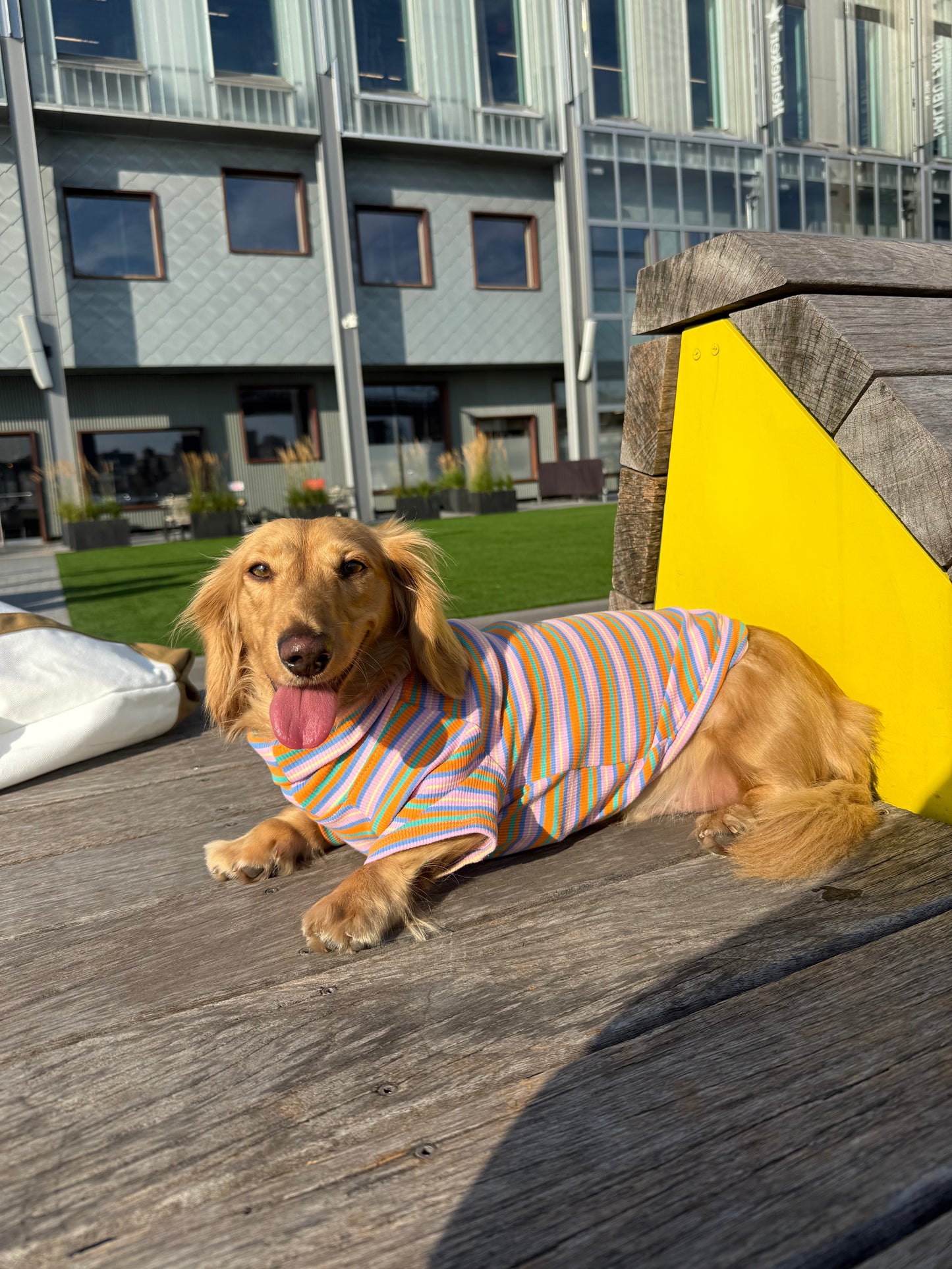 Pumpkin Chai Dog Shirt