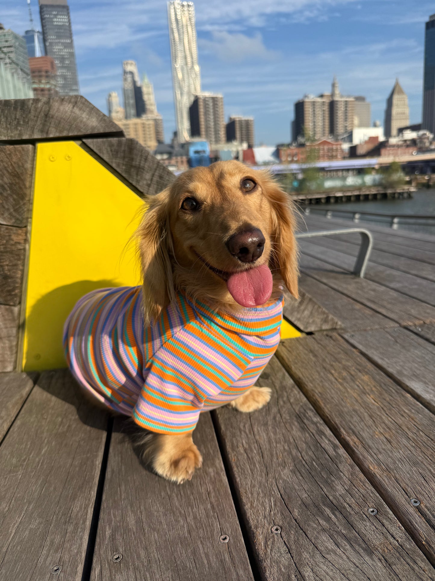 Pumpkin Chai Dog Shirt