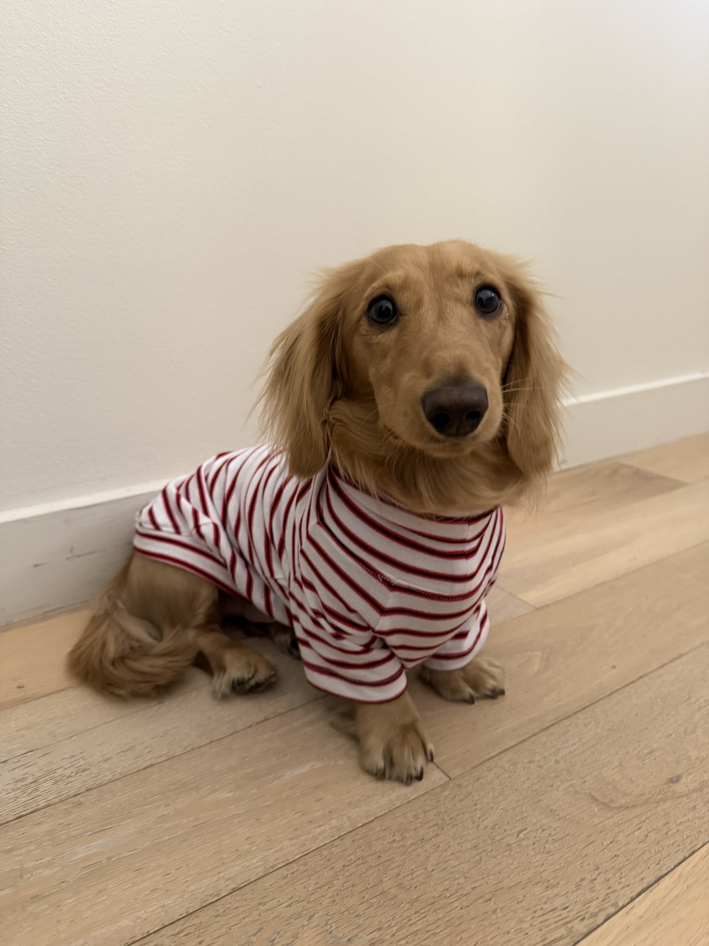 Bright Stripes Dog Sweater - Smallboy