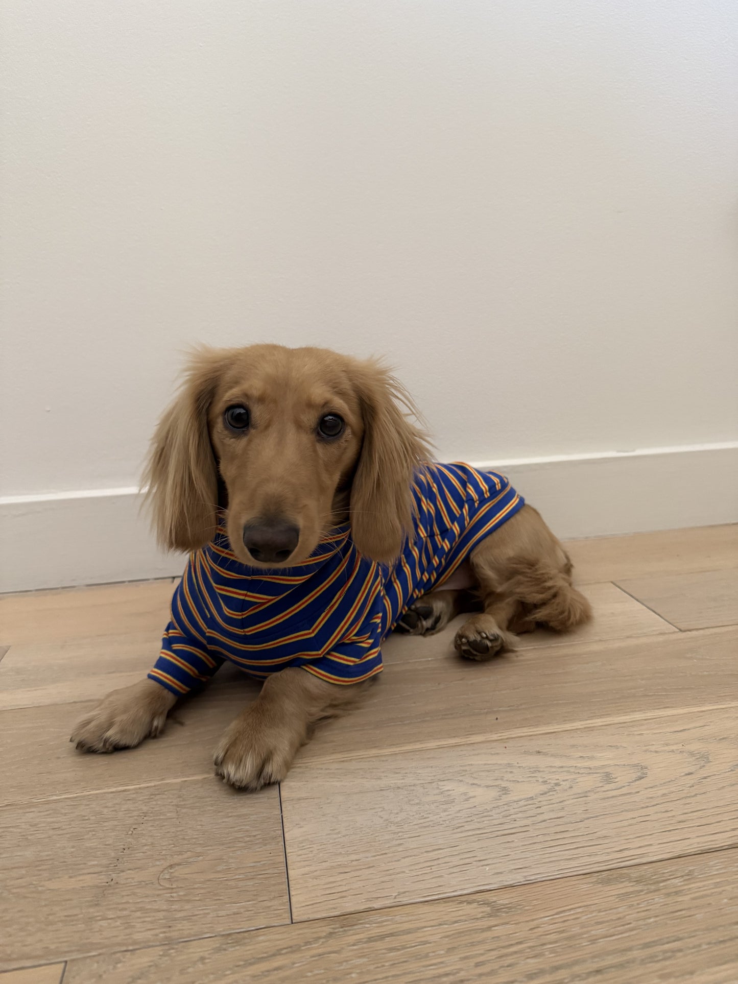 Bright Stripes Dog Sweater - Smallboy