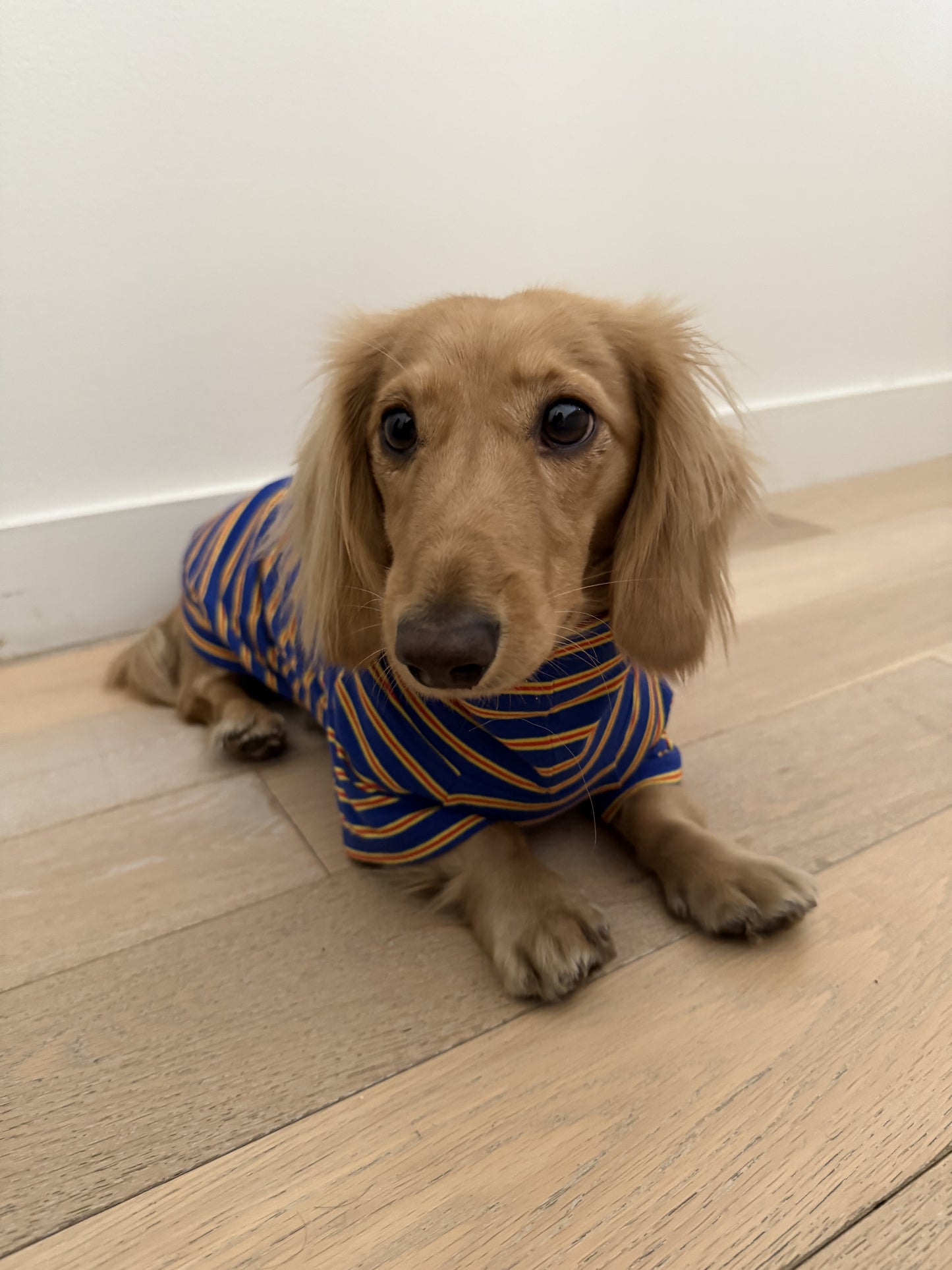 Bright Stripes Duo Dog Sweater - Smallboy