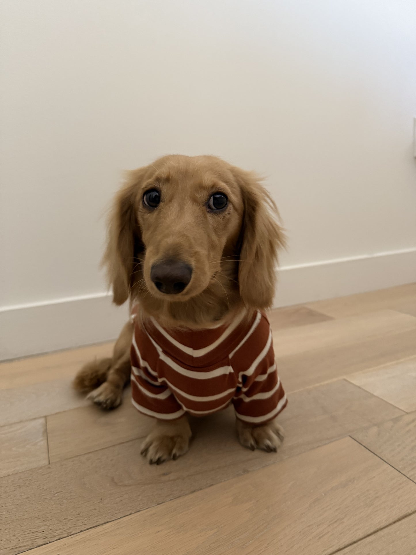 Brown Sugar & Charcoal Striped Dog Sweater - Smallboy