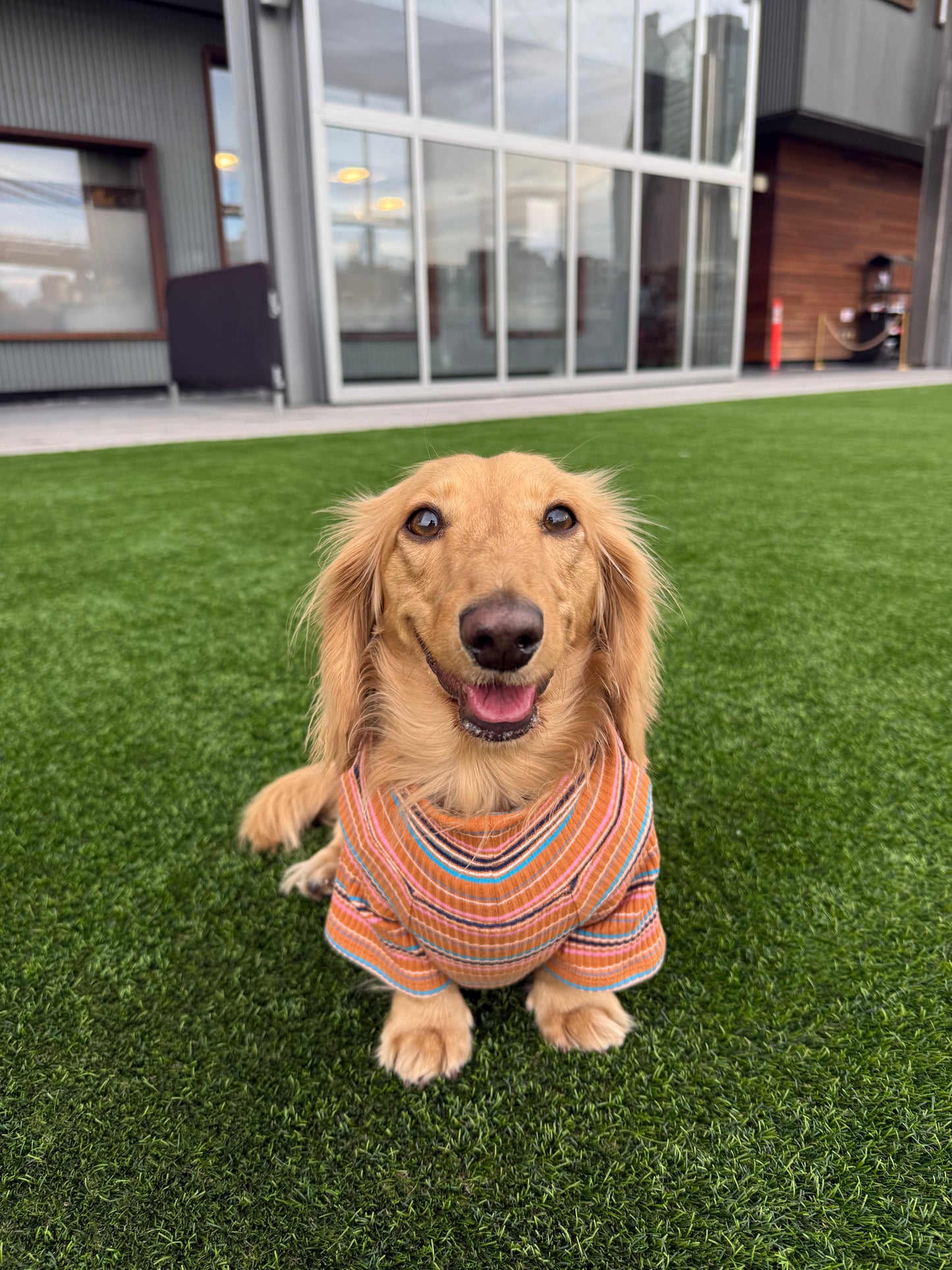 Cinnamon Swirl Dog Shirt