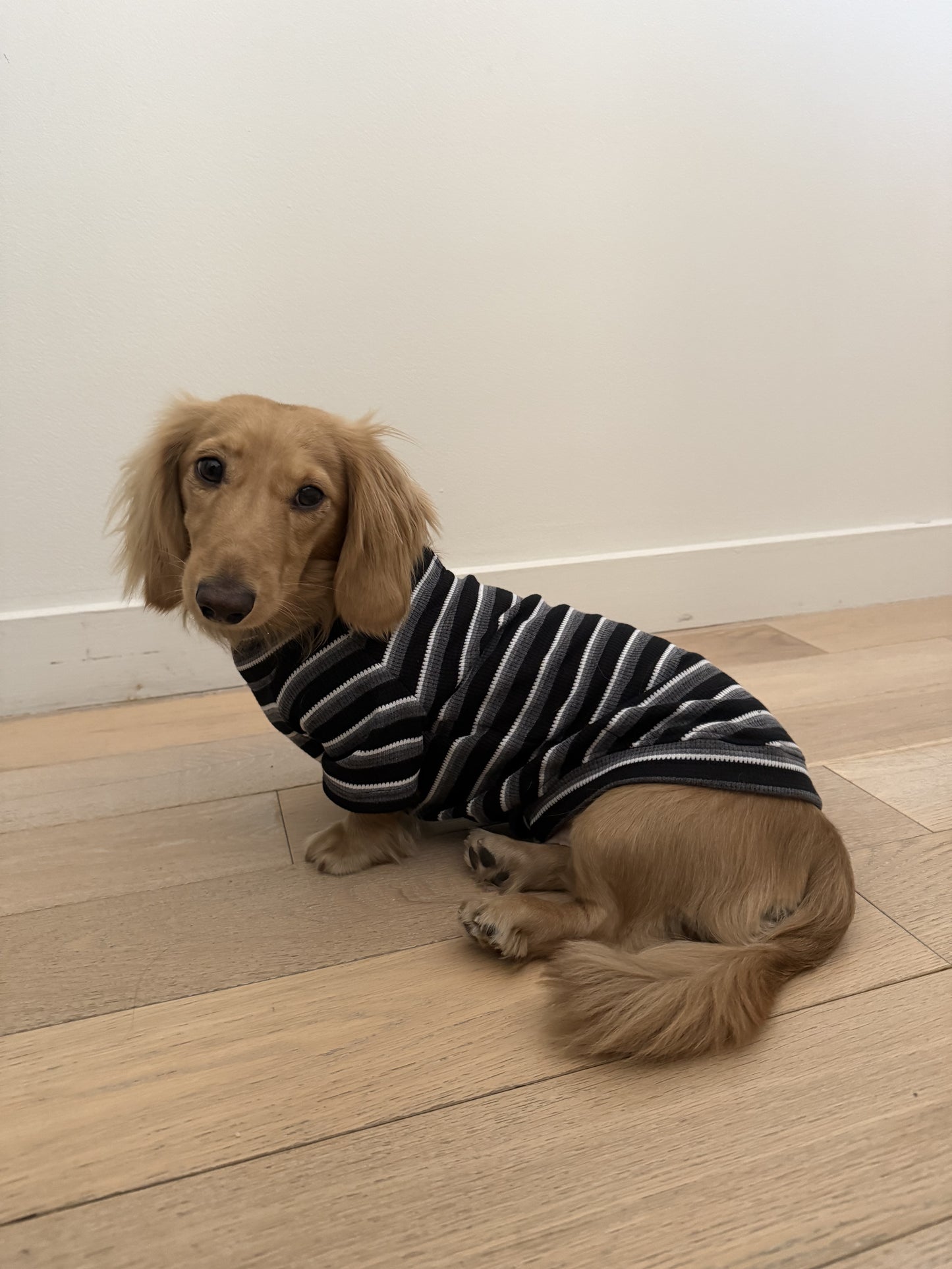 Monochrome & Mocha Dog Sweater - Smallboy