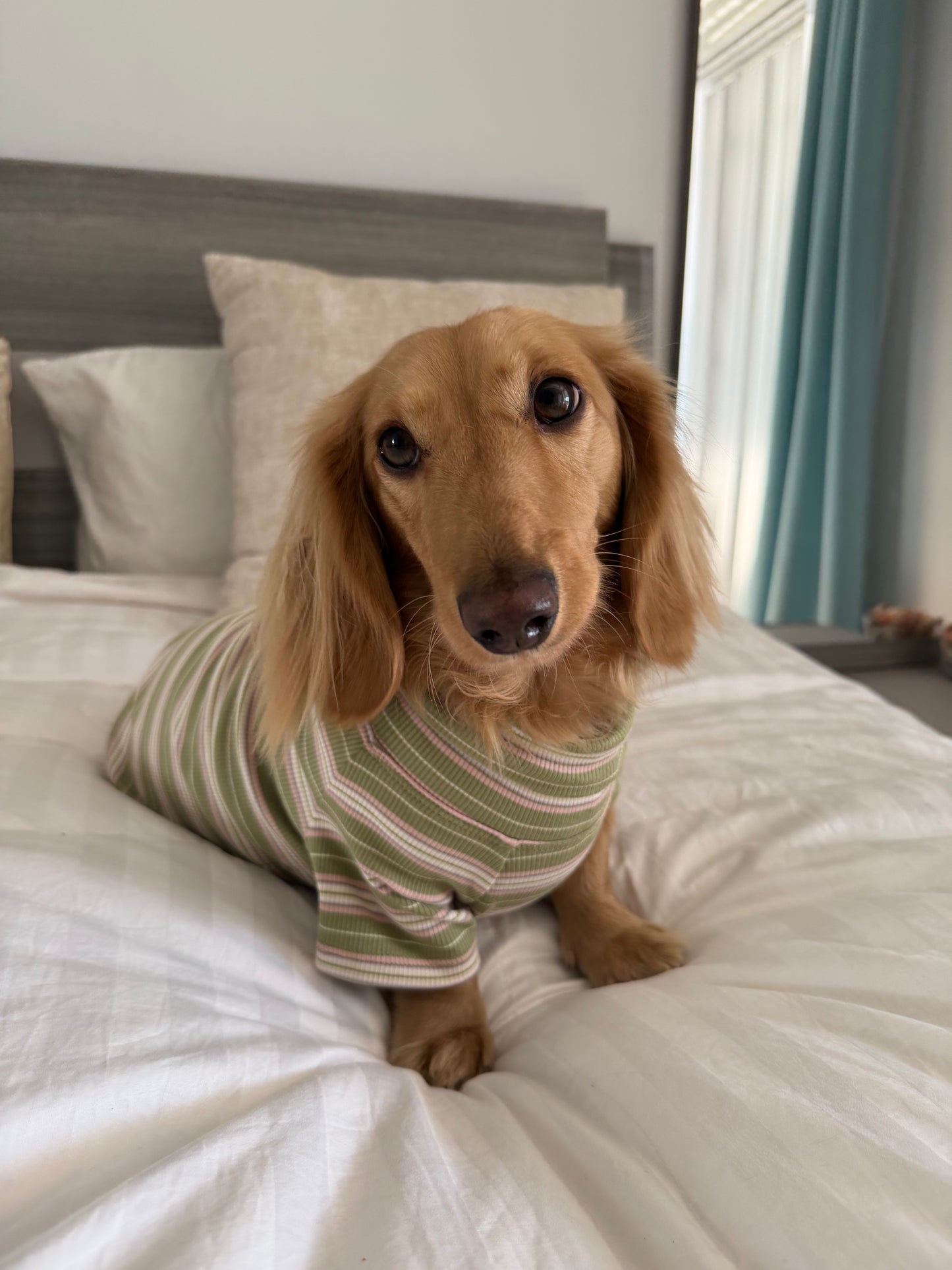Evergreen Dog Shirt