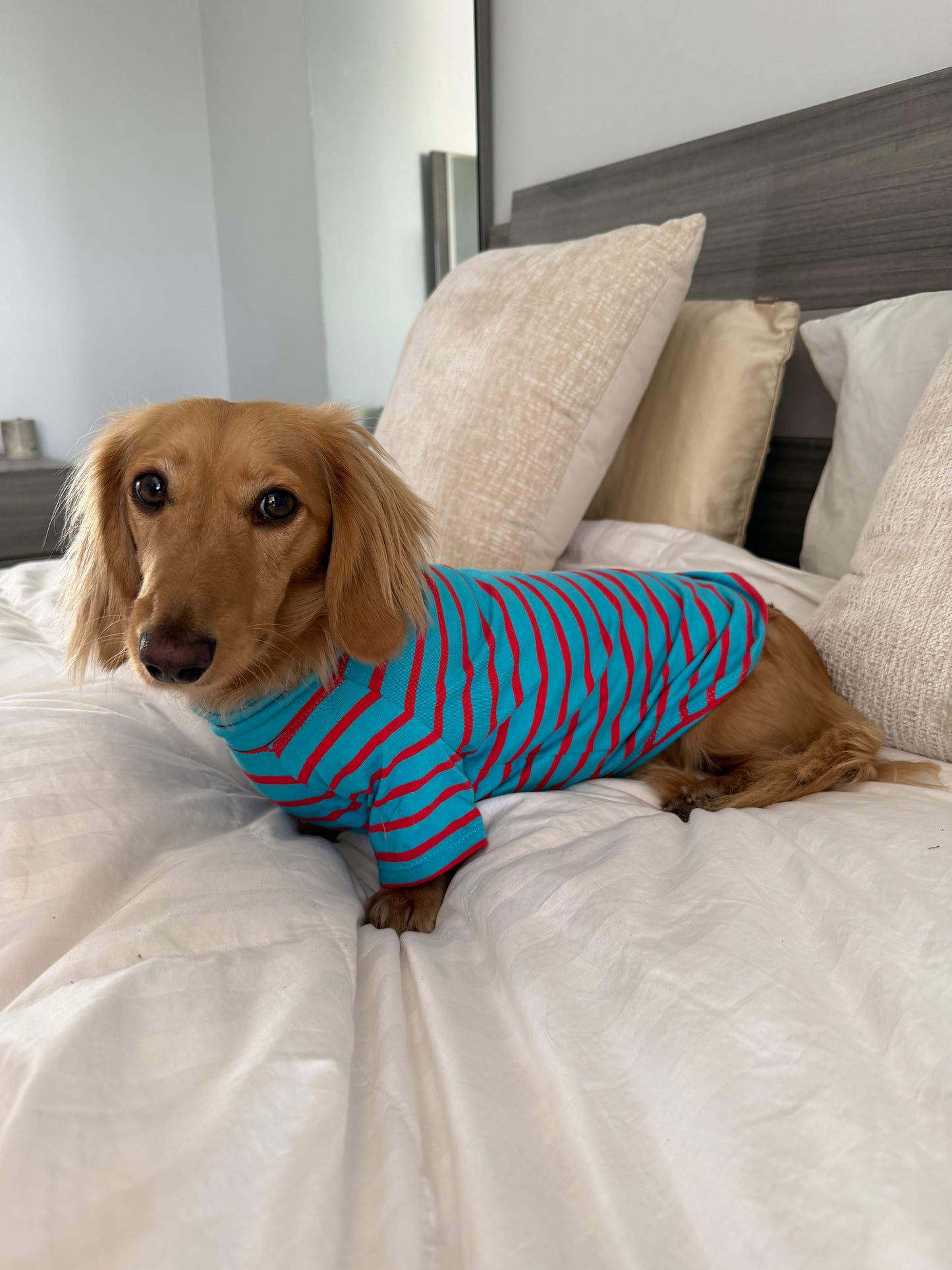 Blue Bubblegum Dog Sweater