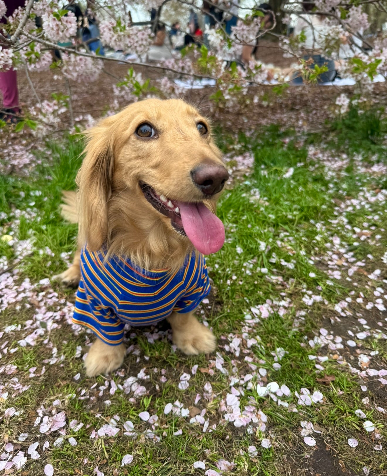 Bright Stripes Dog Sweater