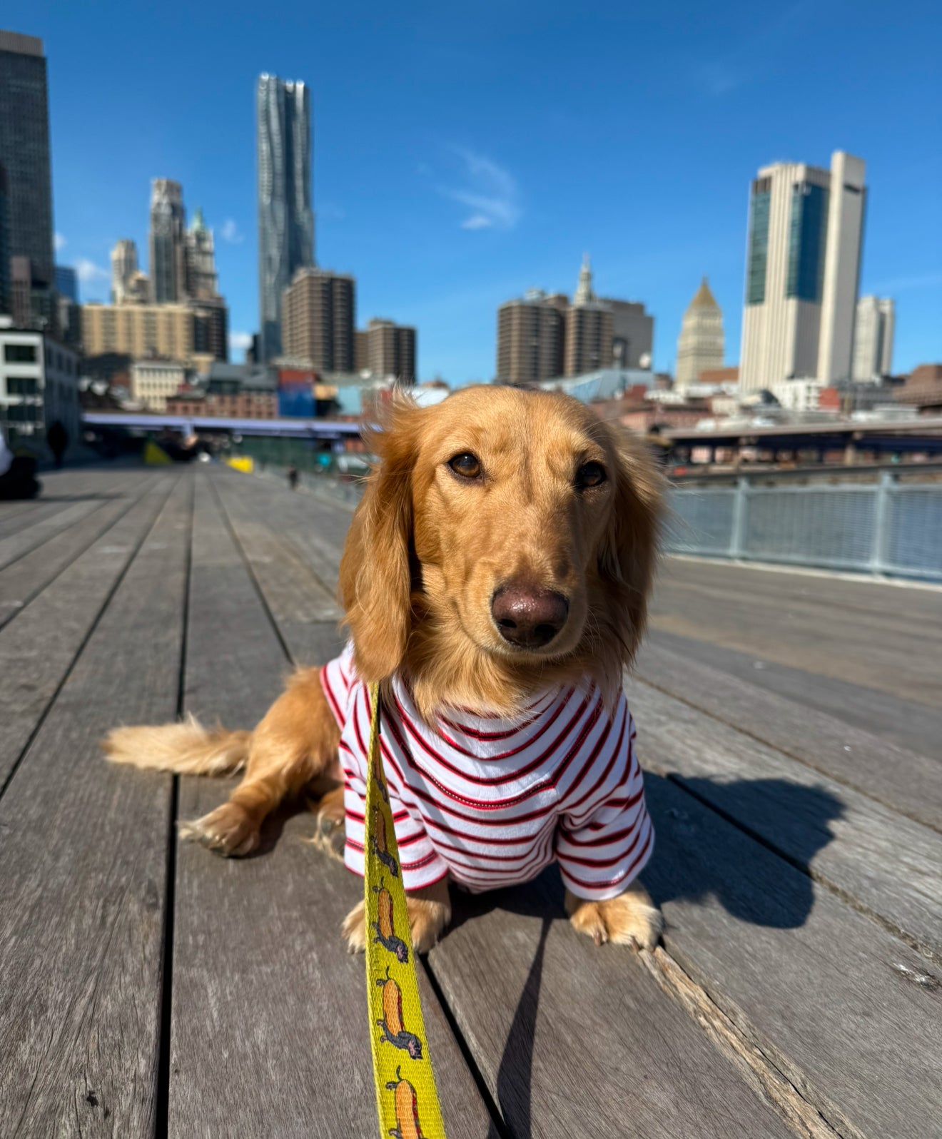 Bright Stripes Dog Sweater