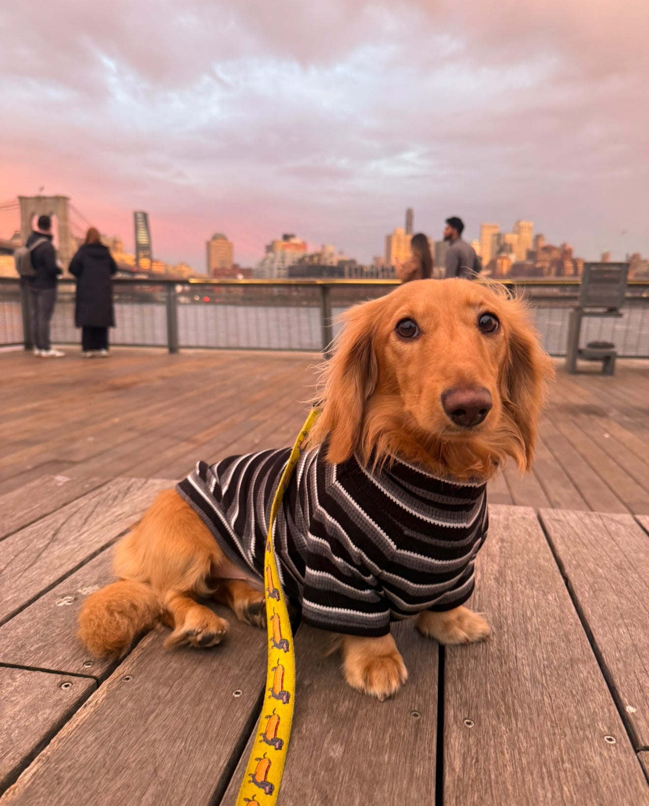 Monochrome & Mocha Dog Sweater