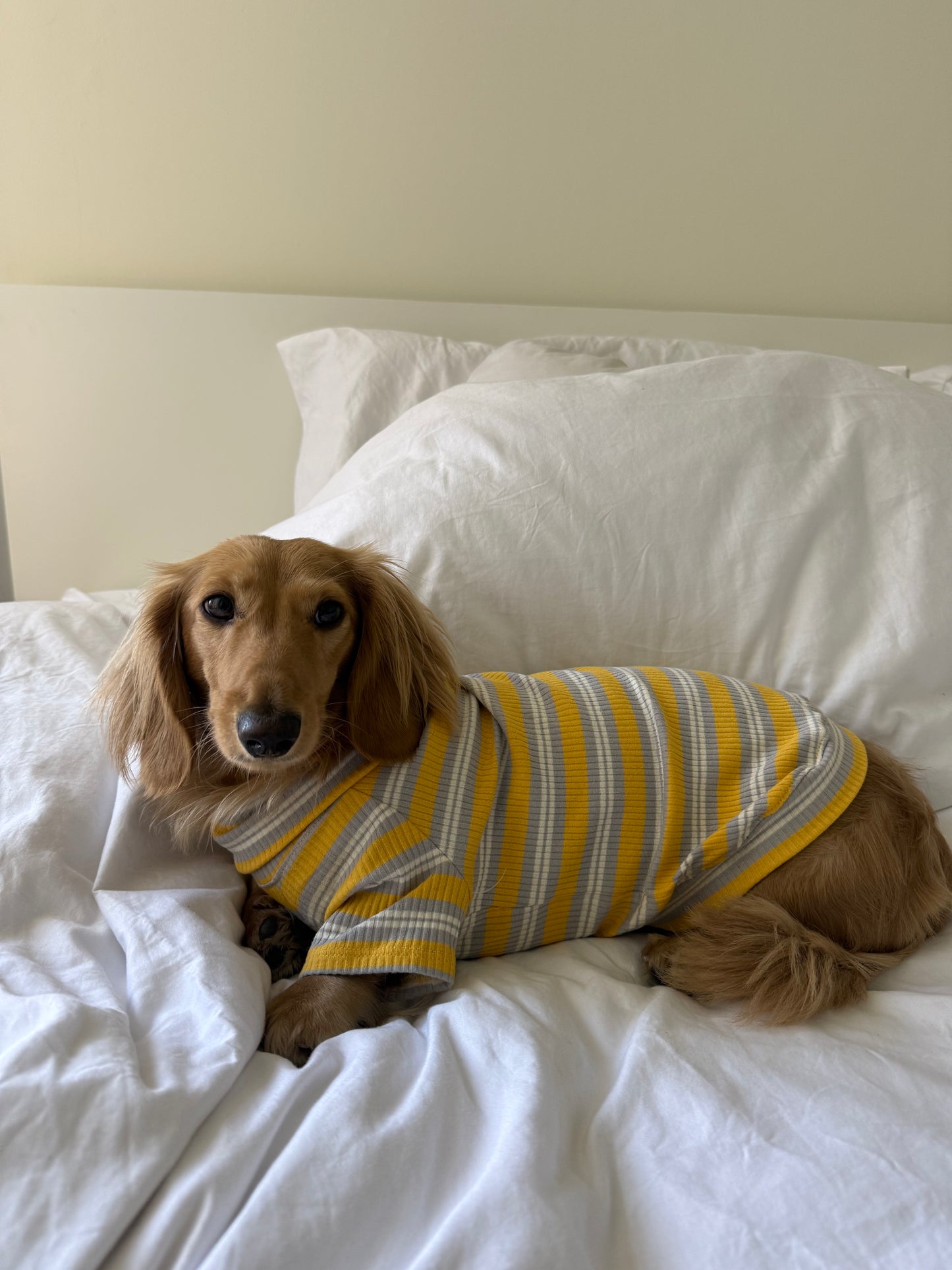 Honey & Haze Dog Shirt