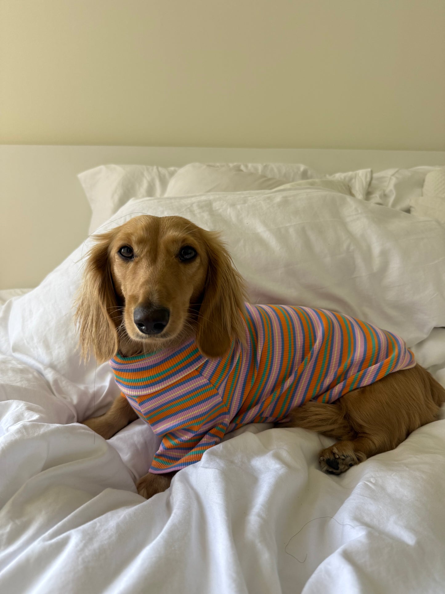 Pumpkin Chai Dog Shirt