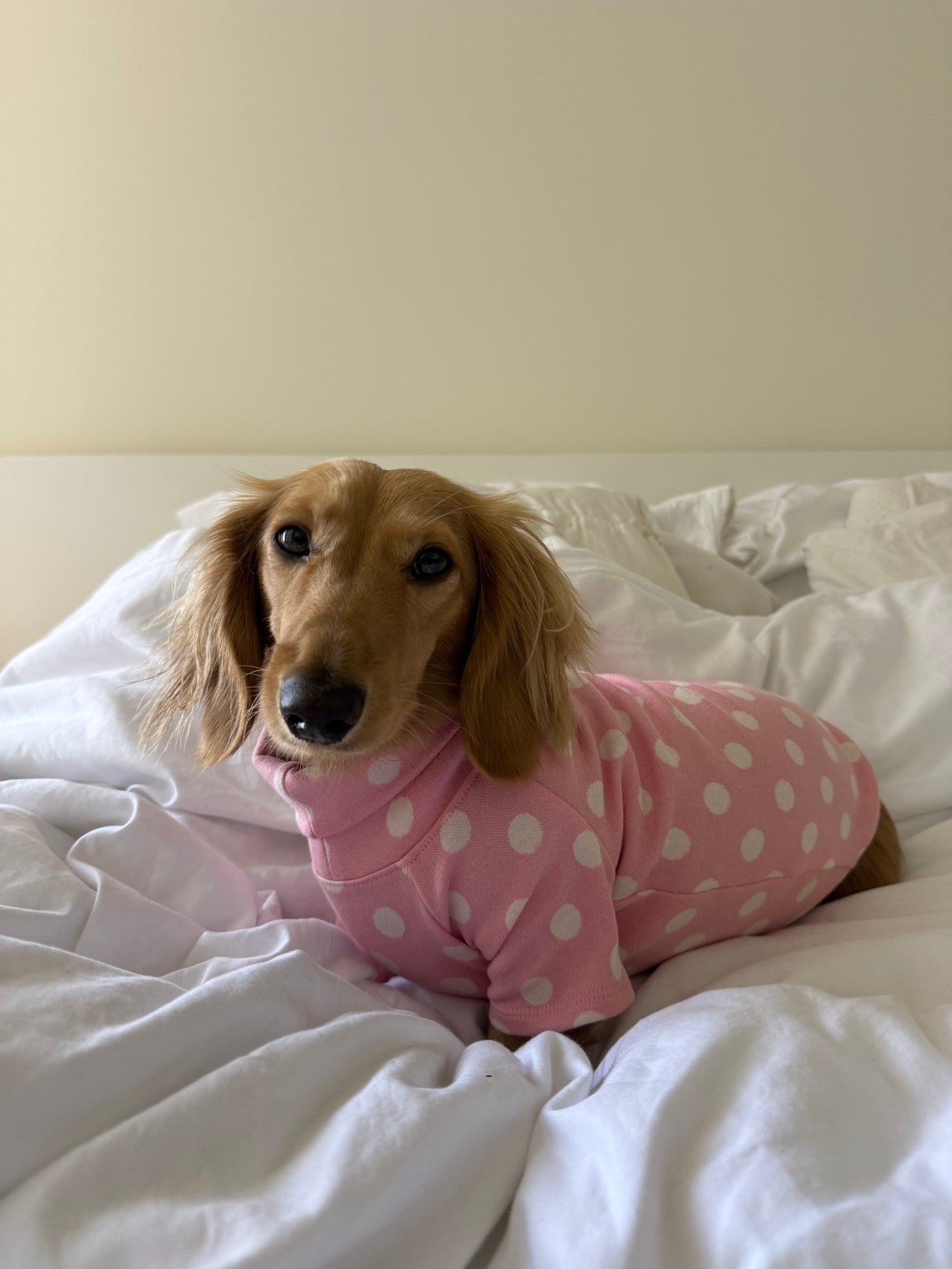 Pink Polka Dot Dog Sweater