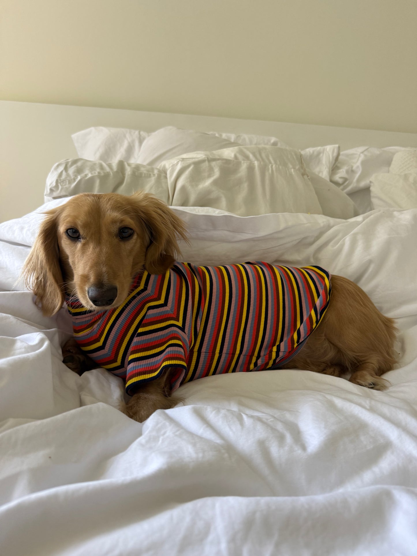 Roller Disco Dog Shirt