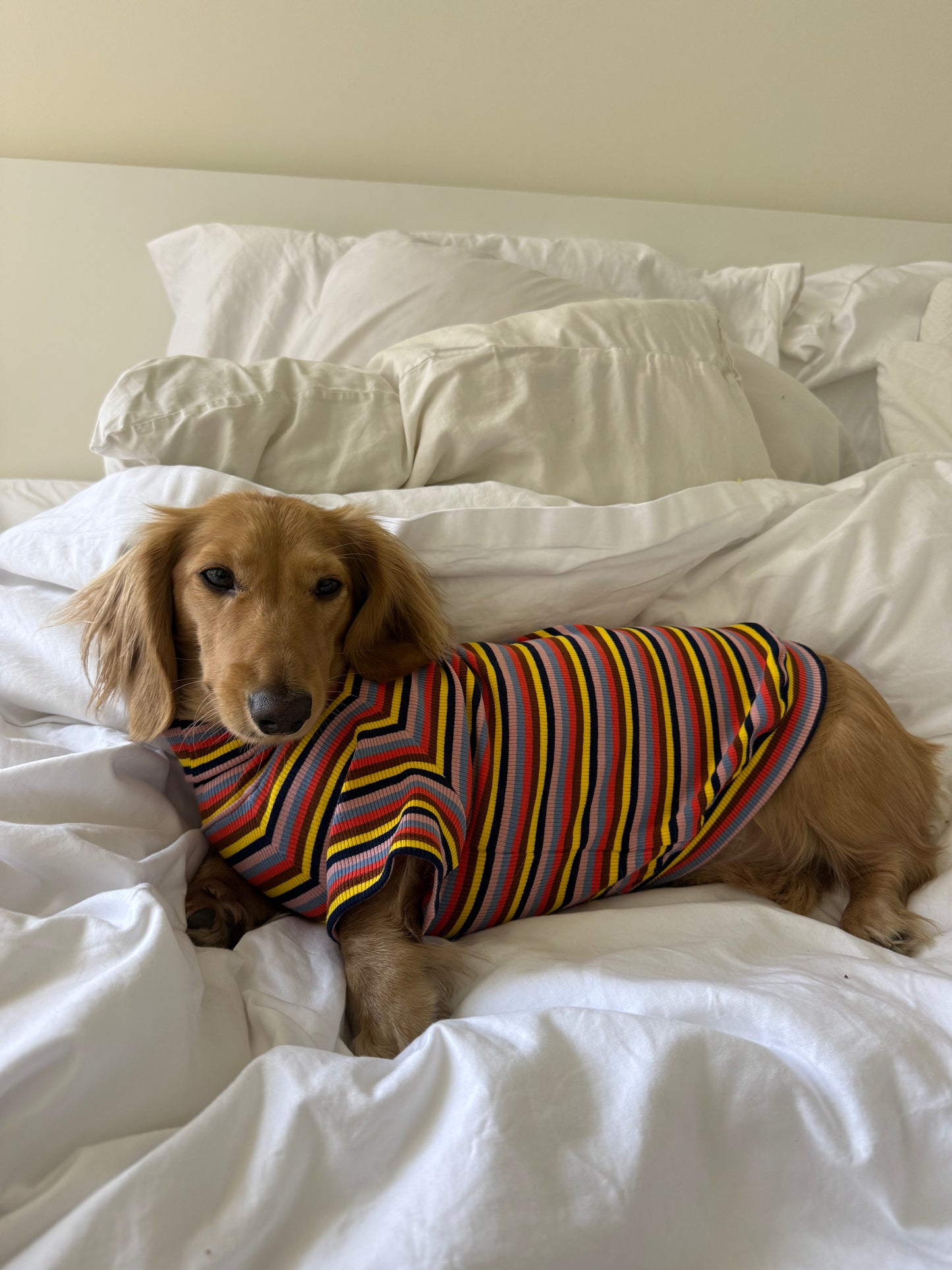 Roller Disco Dog Shirt
