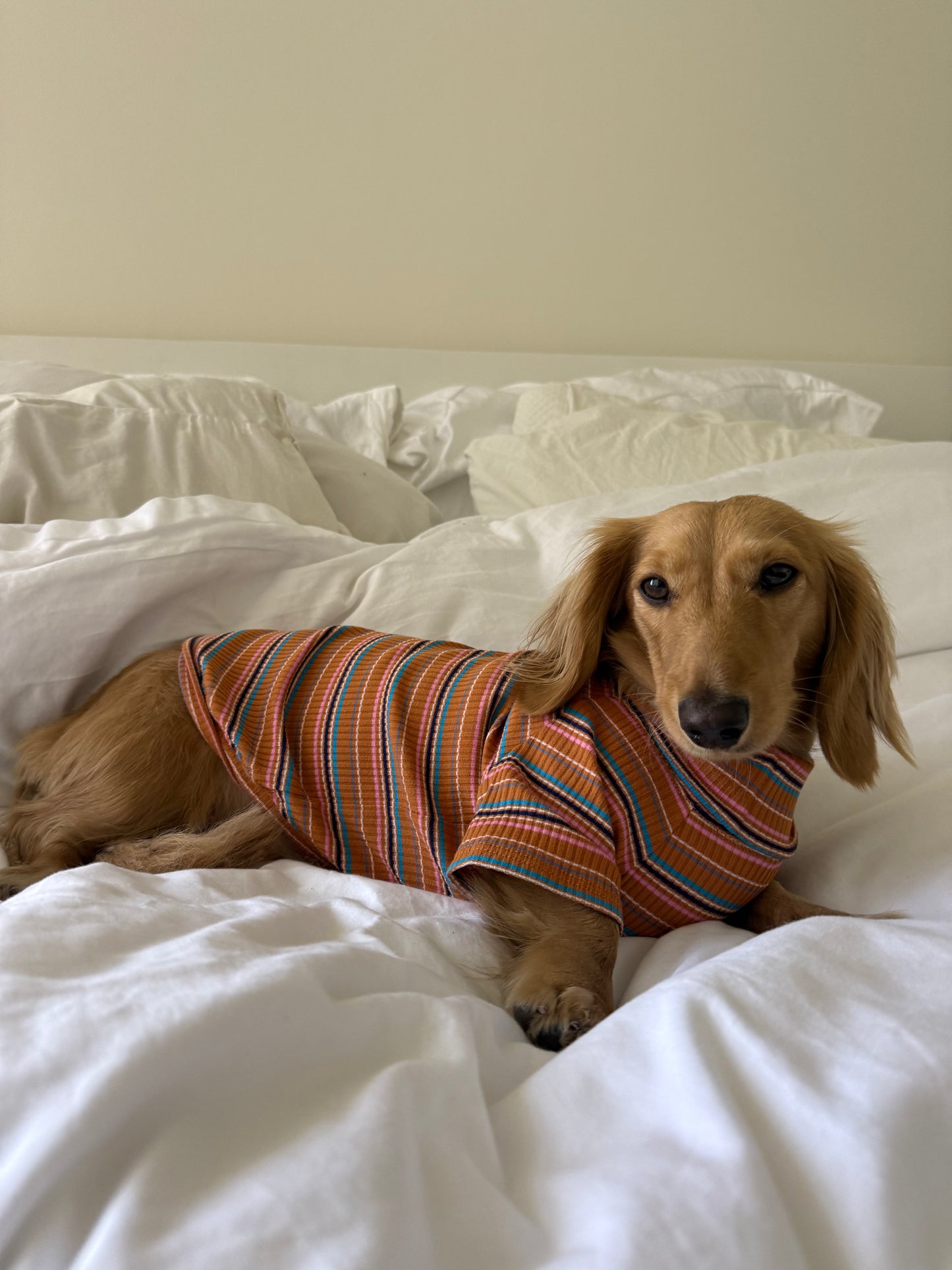 Cinnamon Swirl Dog Shirt