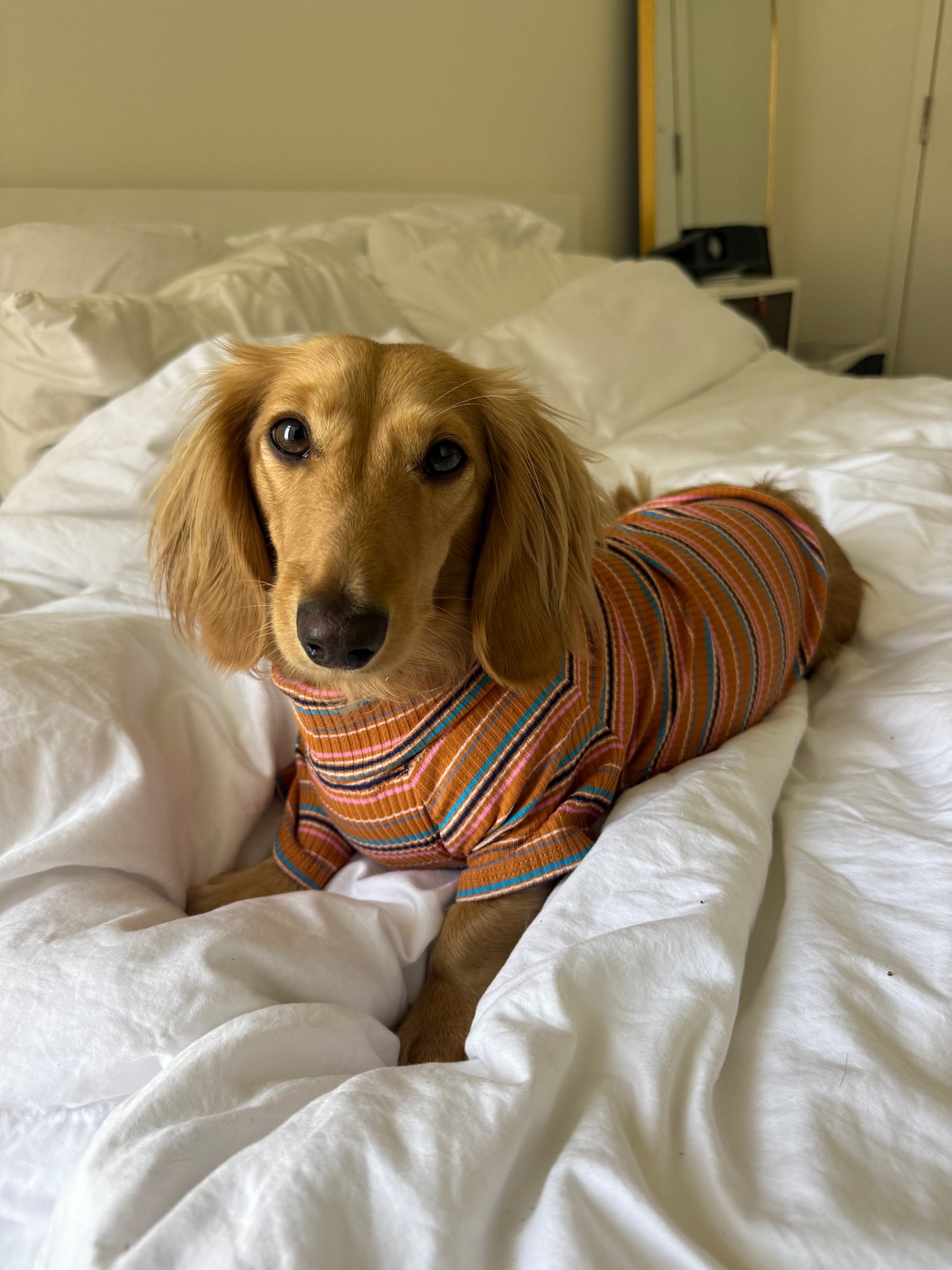 Cinnamon Swirl Dog Shirt