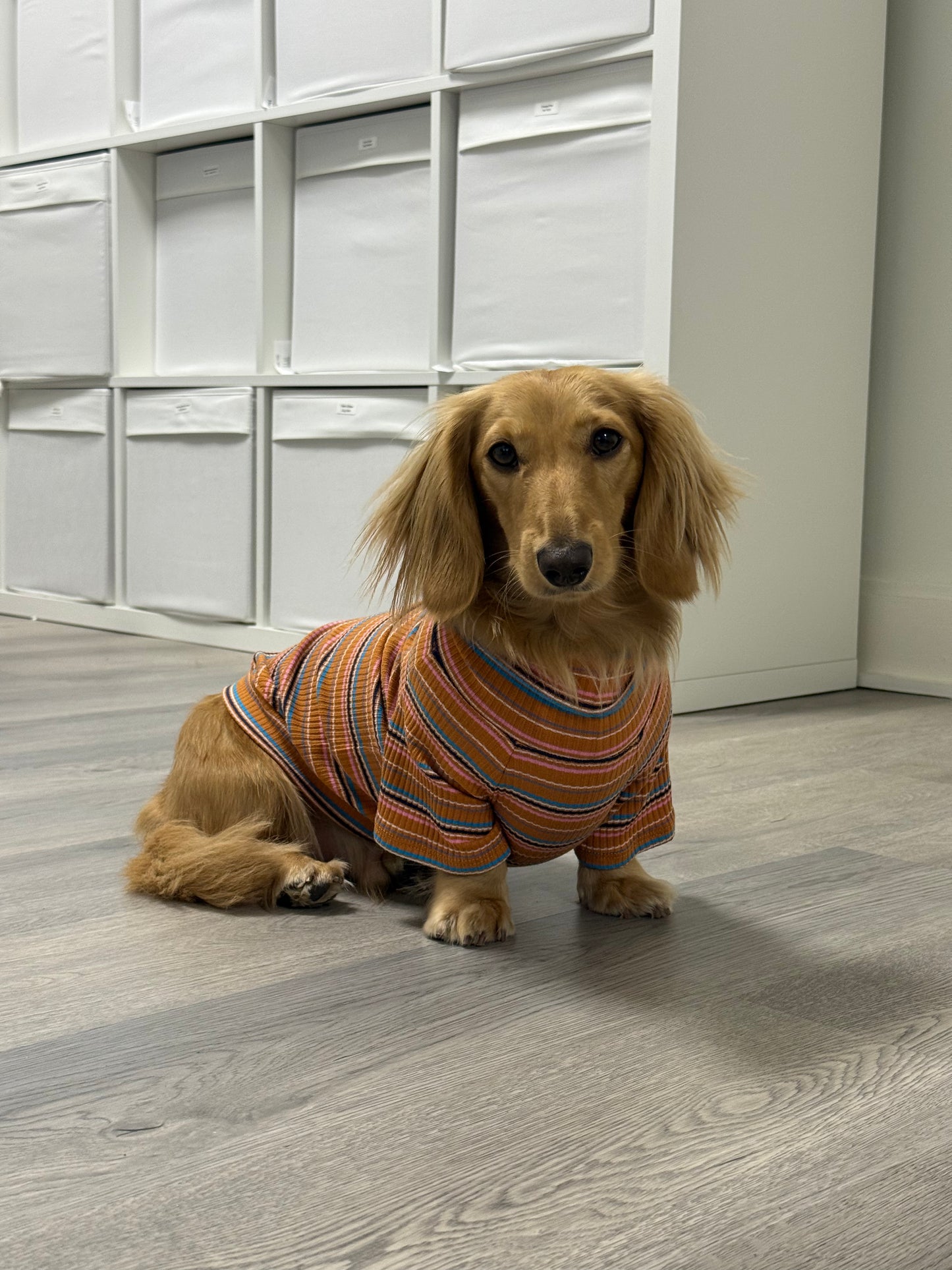 Cinnamon Swirl Dog Shirt