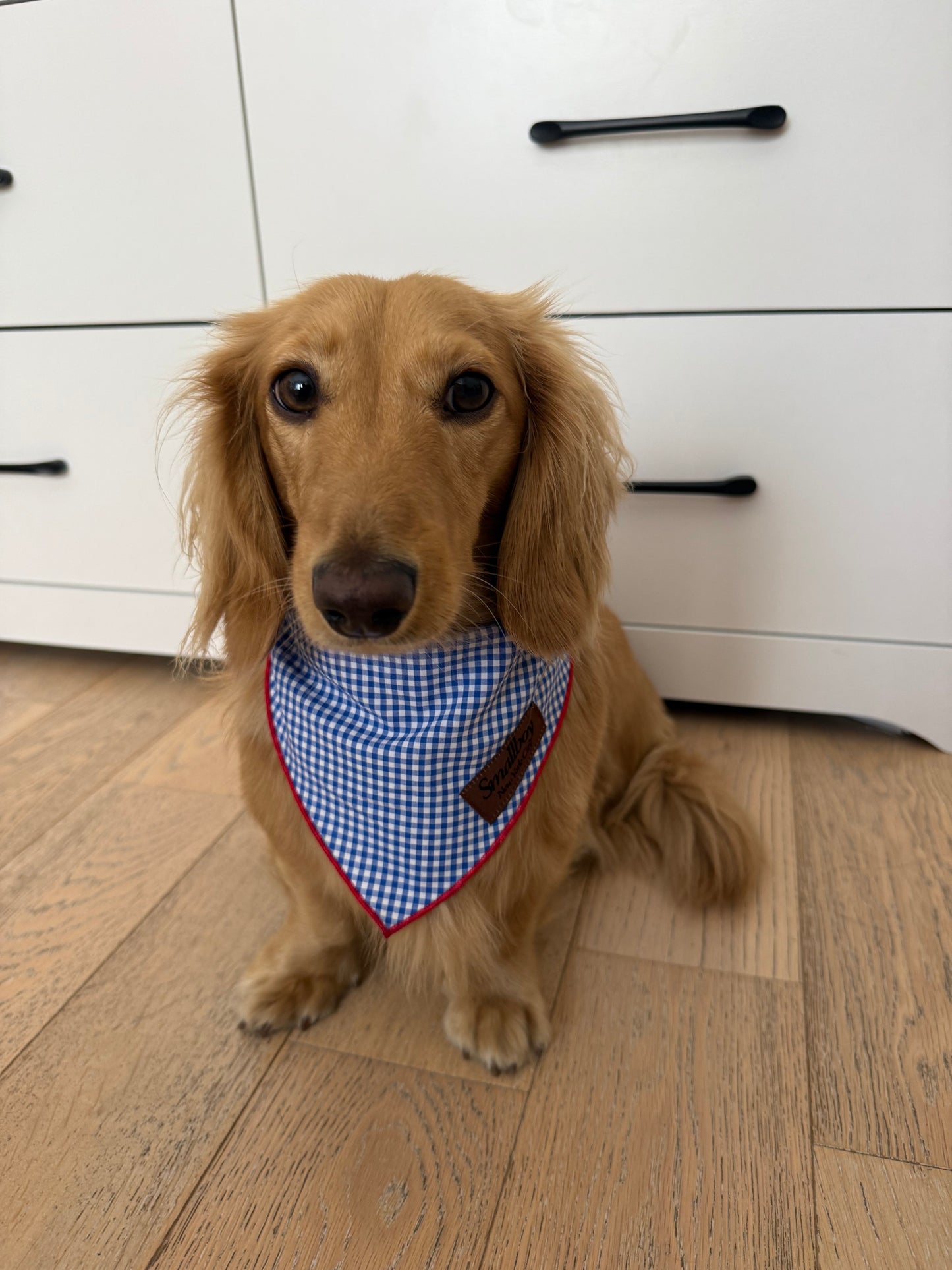Star-Spangled Pup Bandana