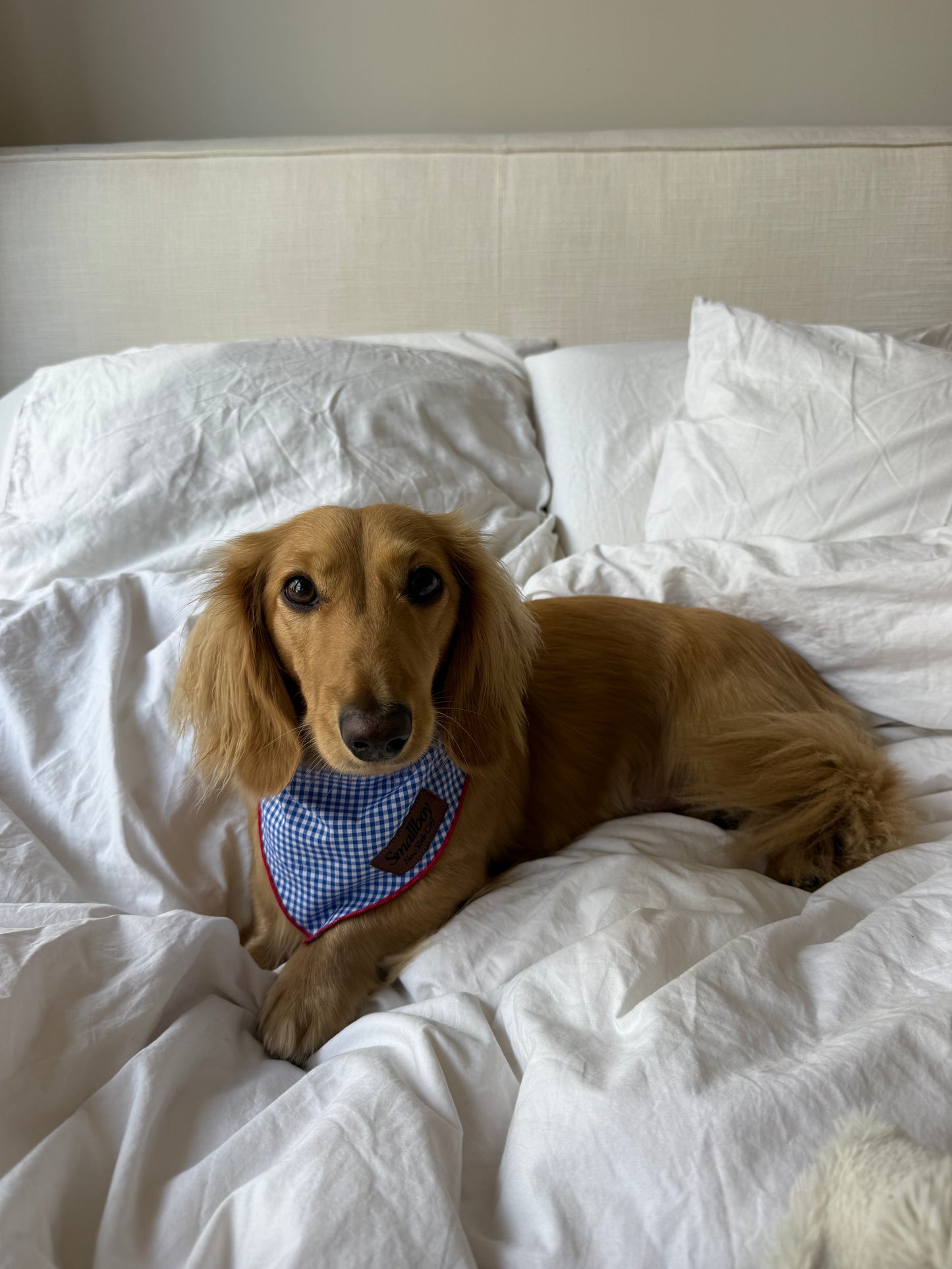 Star-Spangled Pup Bandana