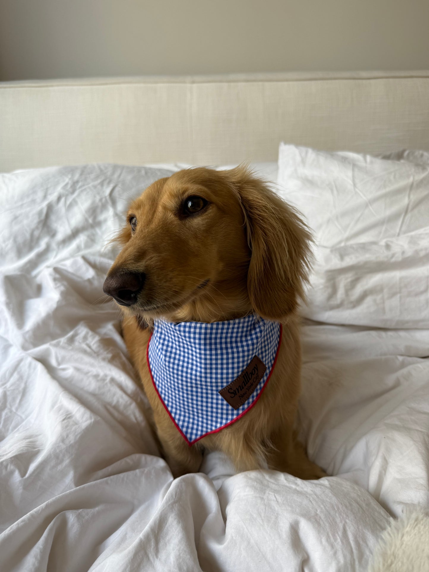 Star-Spangled Pup Bandana