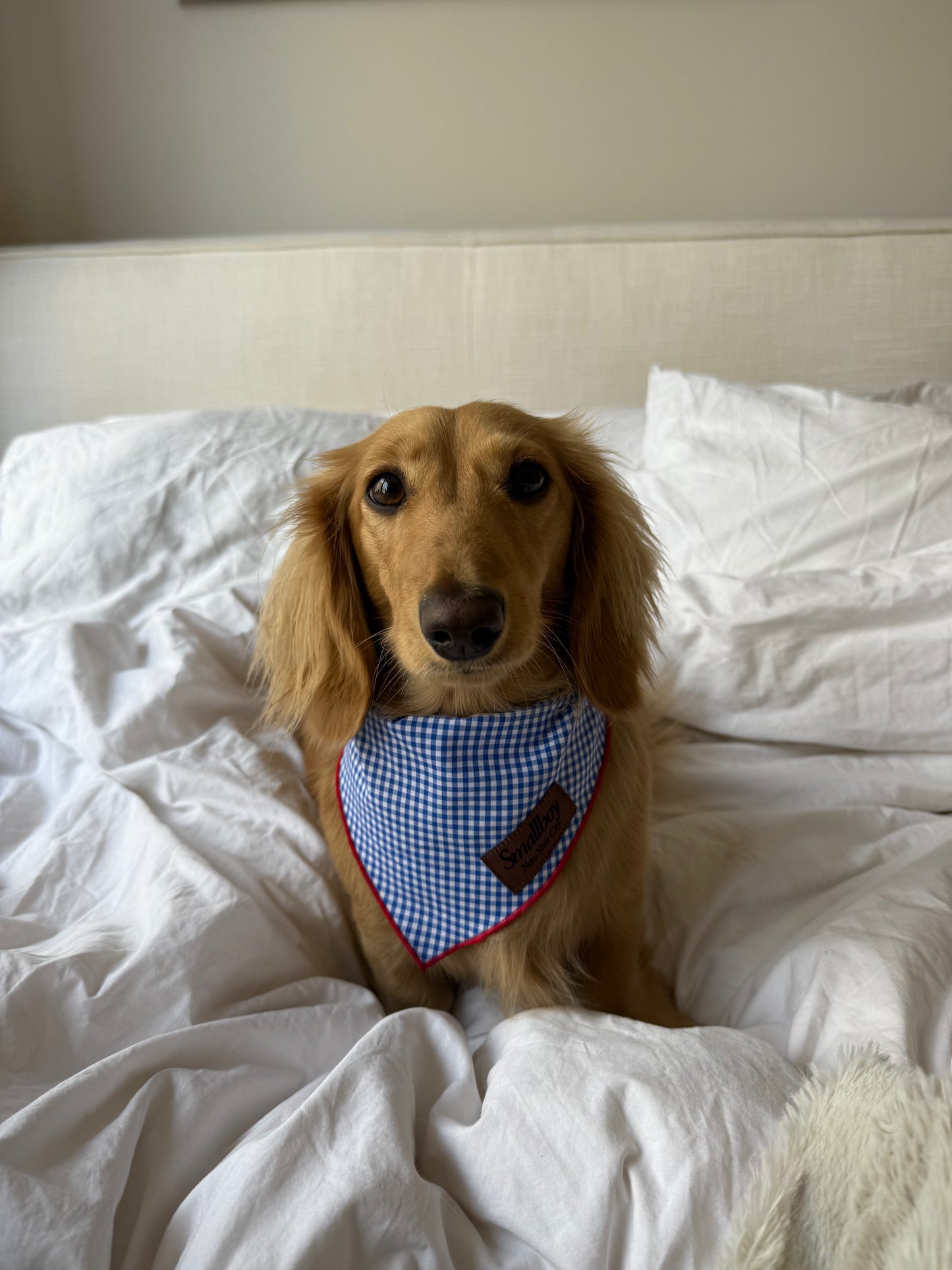 Star-Spangled Pup Bandana
