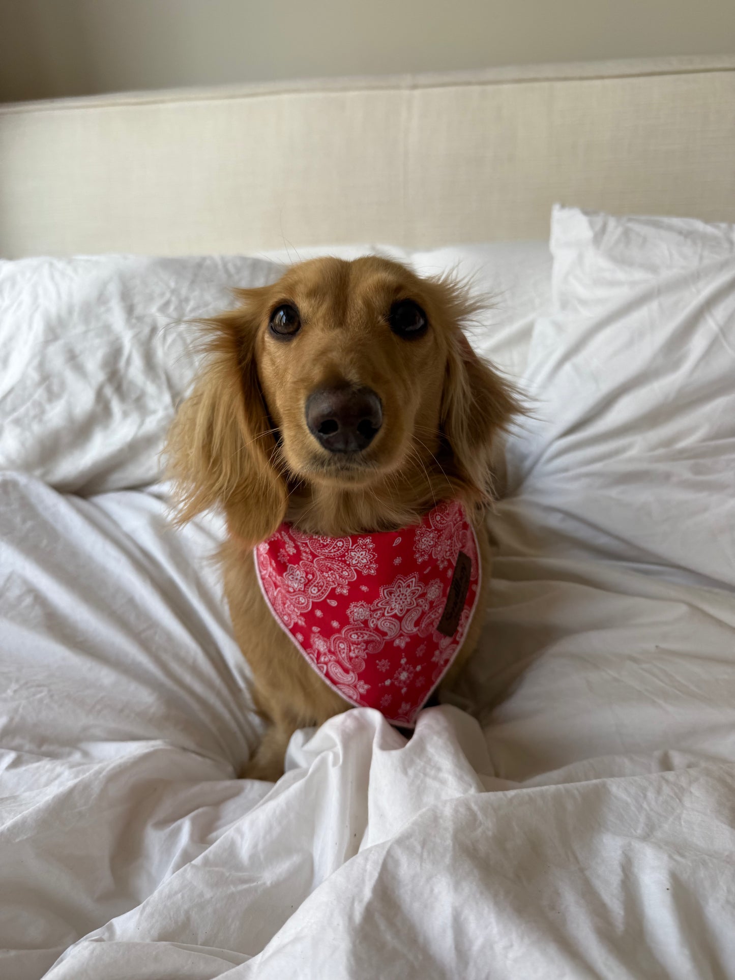 Lil' Wrangler Bandana