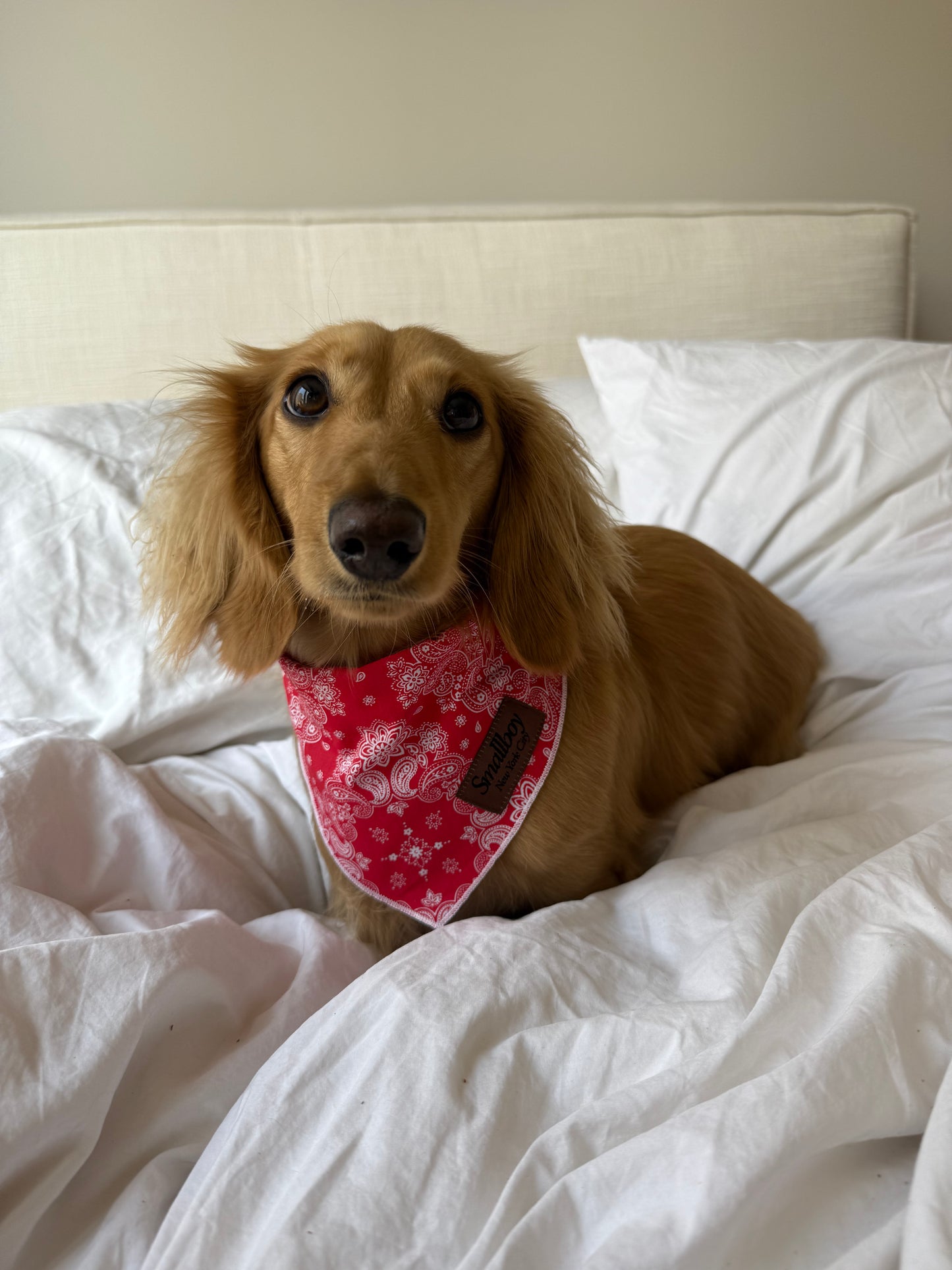 Lil' Wrangler Bandana